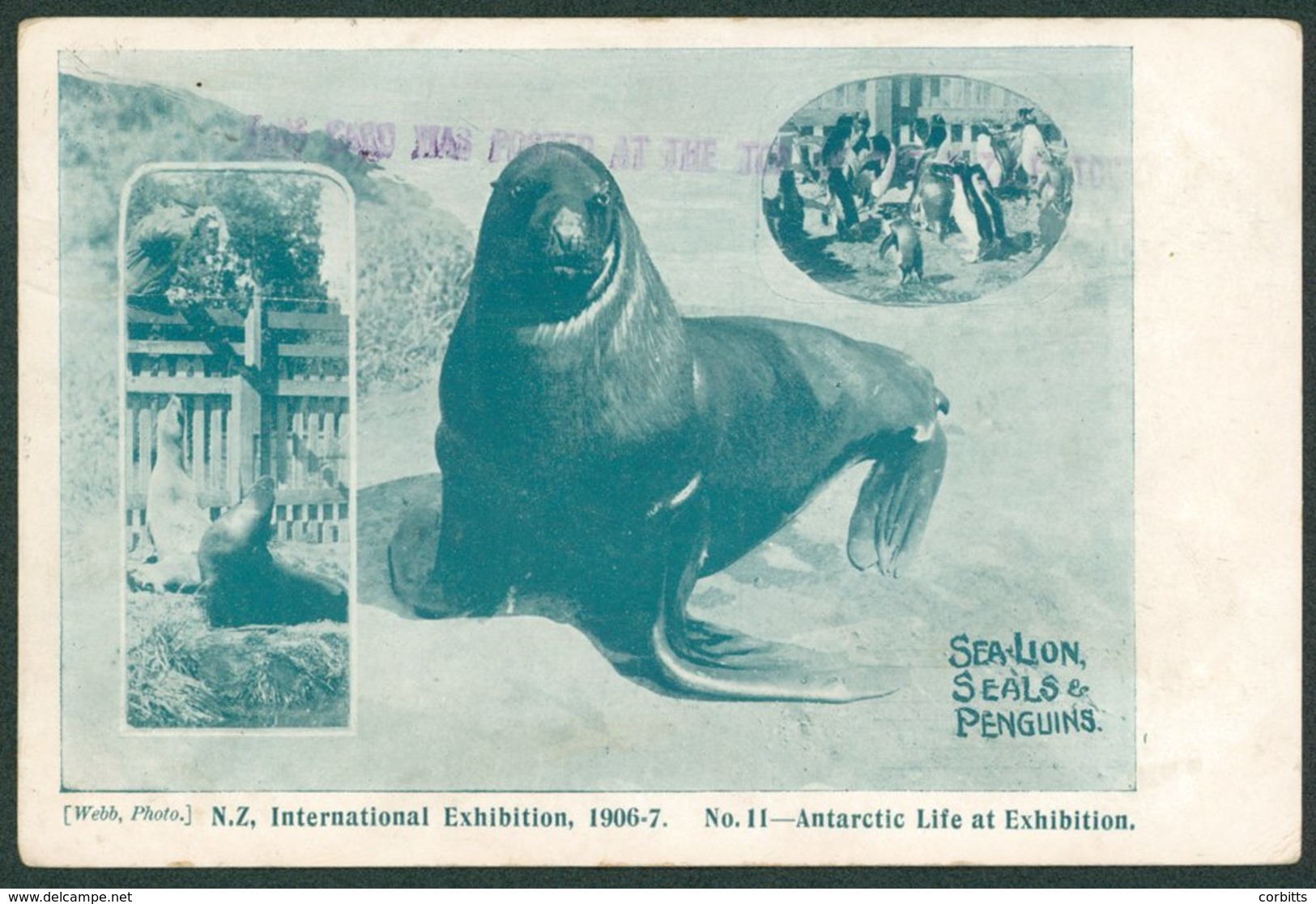 PENGUINS New Zealand - 13 FE 07 New Zealand International Exhibition Card No. 11 - 'Antarctic Life At Exhibition SEA-LIO - Sonstige & Ohne Zuordnung