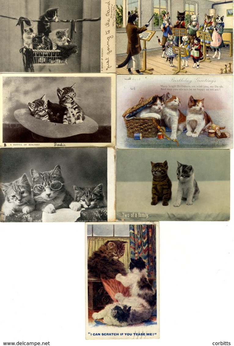 CATS Collection Housed In Three Photo Albums, Approx 100 Earlier Cards, Balance Modern Cards/photos Etc. (382) - Ohne Zuordnung