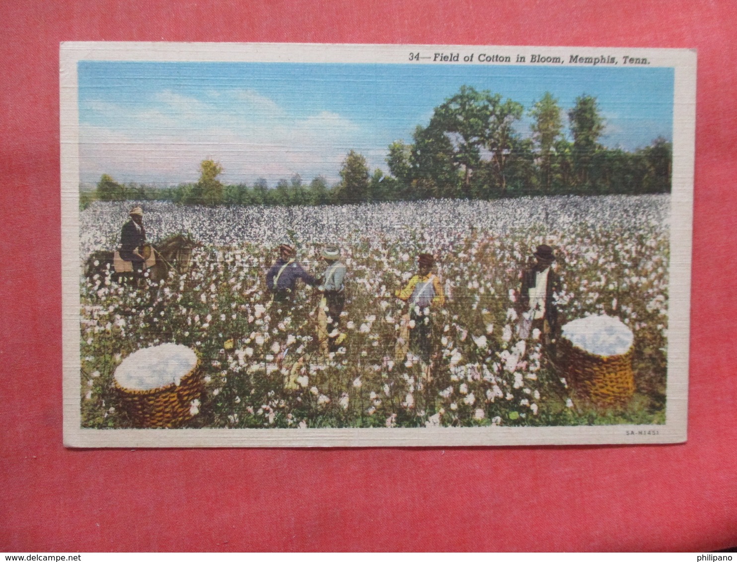 Black Americana  Field Of Cotton In Bloom  Memphis Tenn    Ref 3803 - Black Americana