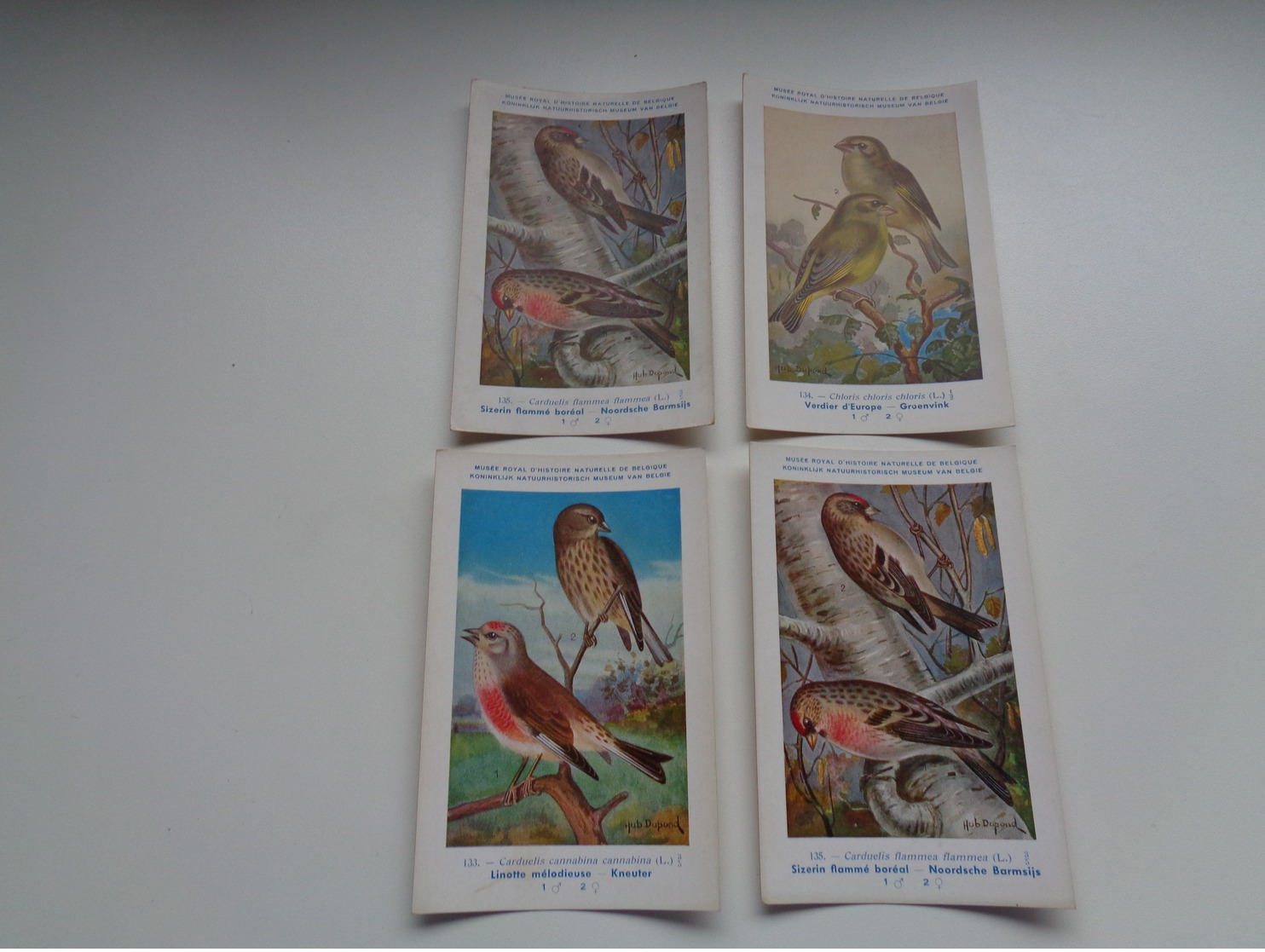 Beau Lot De 10 Cartes Postales Oiseaux  Oiseau  Illustrateur H.Dupond     Mooi Lot Van 10 Postkaarten Van Vogels  Vogel - 5 - 99 Postcards