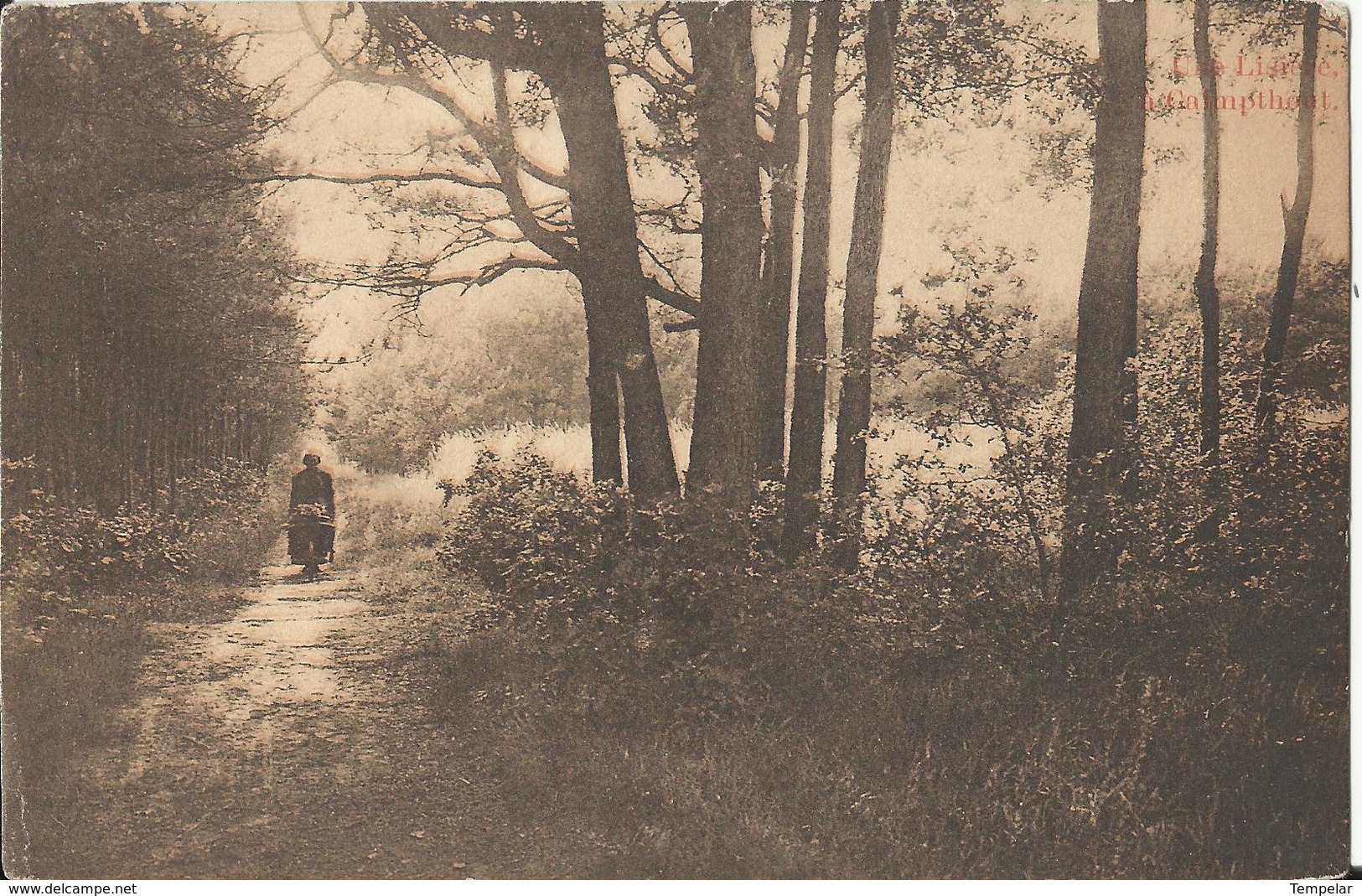 Kalmthout  - Heide - Une Lisière à Calmpthout  1909 - Kalmthout