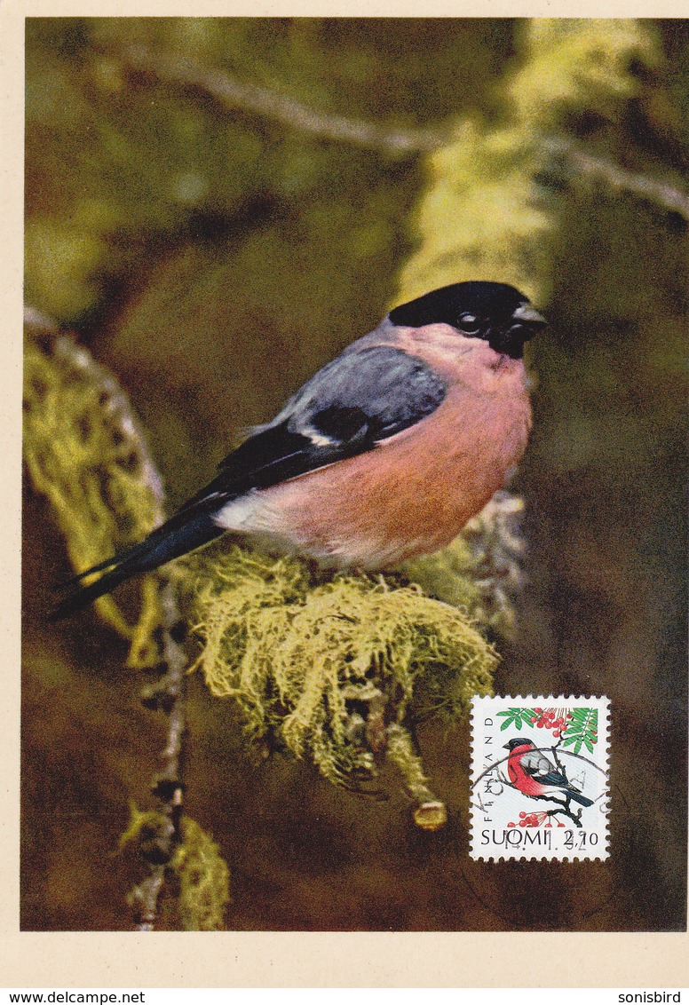 Finland, Animals, Birds, Bullfinch, Maksimum Carte - Maximum Cards & Covers