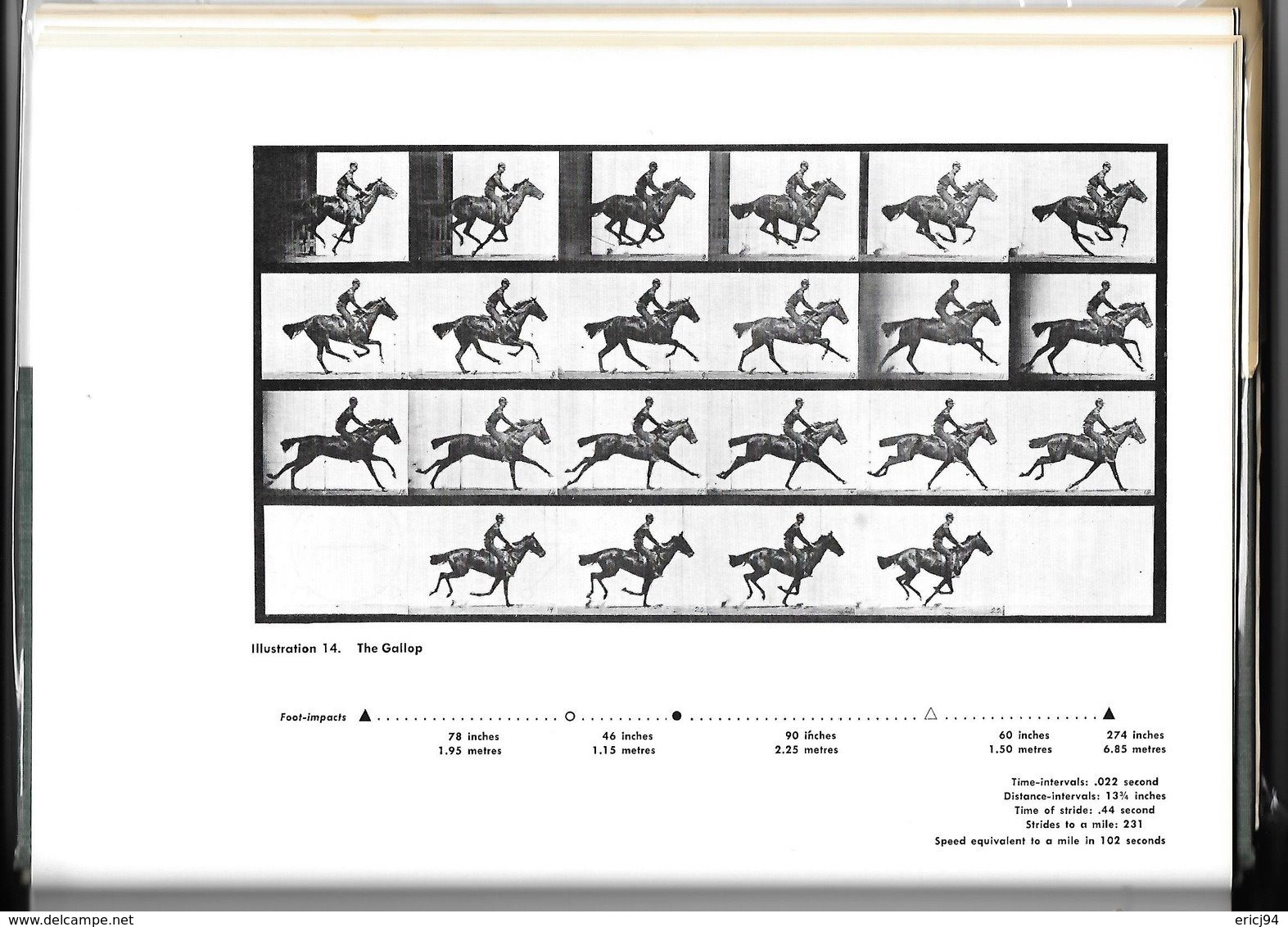 Animals In Motion - Eadweard Muybridge - Pré Cinéma - Dover Publications 1957 - Altri & Non Classificati