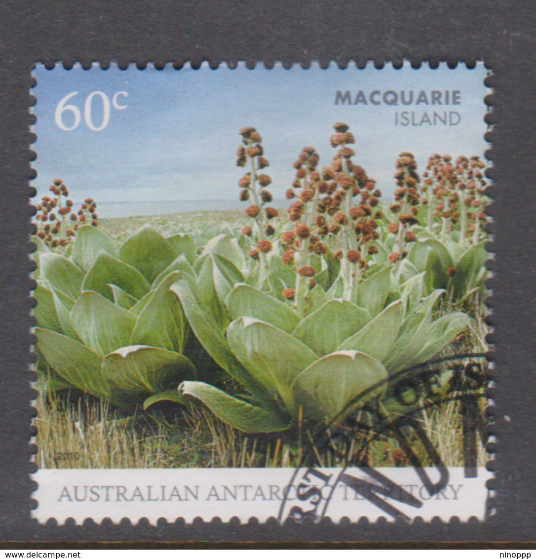 Australian Antarctic Territory ASC 182 2010 Macquarie Island,55c Flora,used - Used Stamps