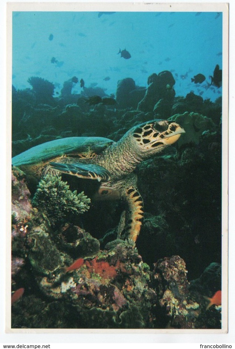 MALDIVES - TURTLE (PHOTO UELI WEIBEL) / THEMATIC STAMP-COAST GUARD / SHIPS - Maldive