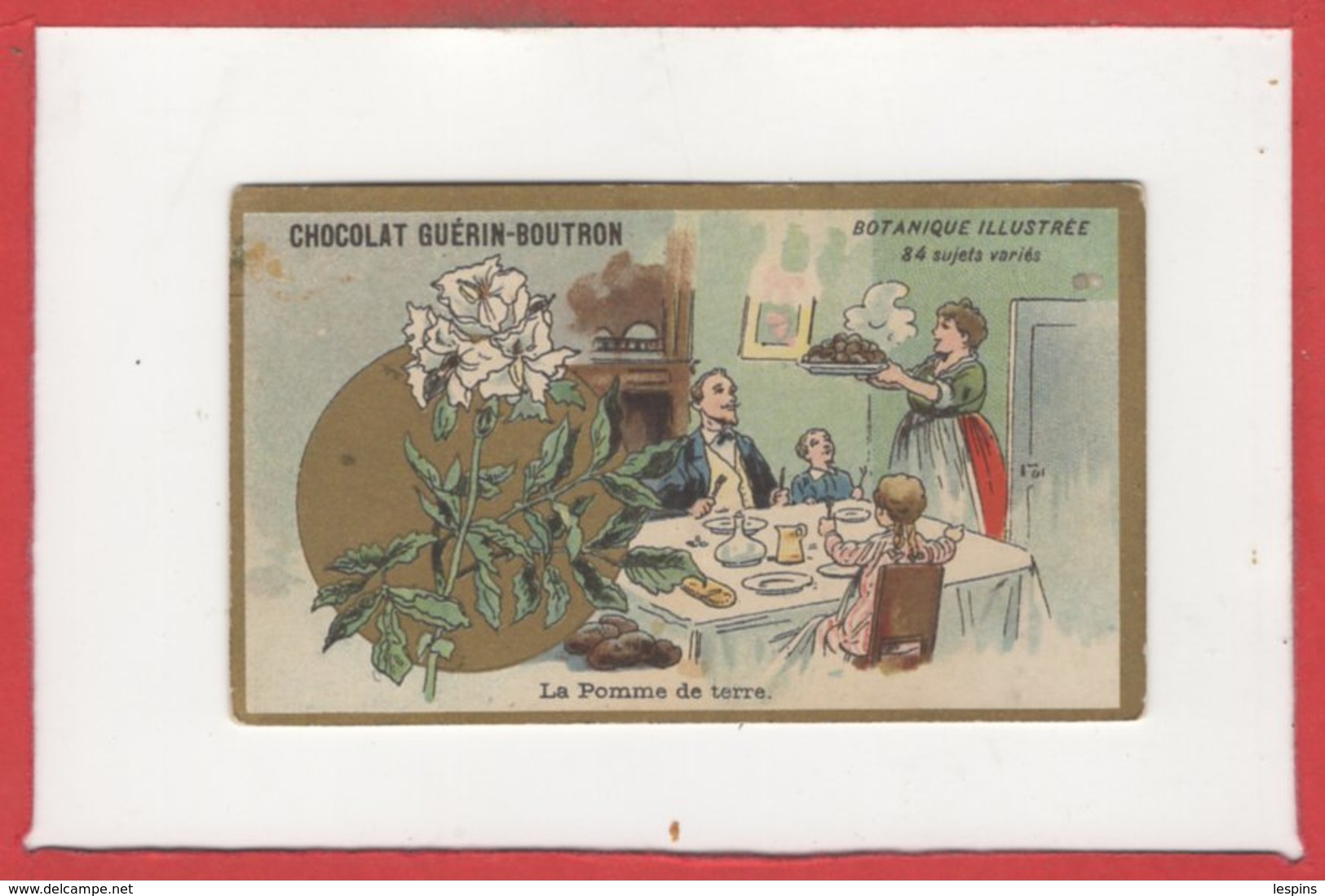 CHROMOS - Chocolat GuérIn Boutron - Botanique Illustrée - La Pomme De Terre - Guérin-Boutron