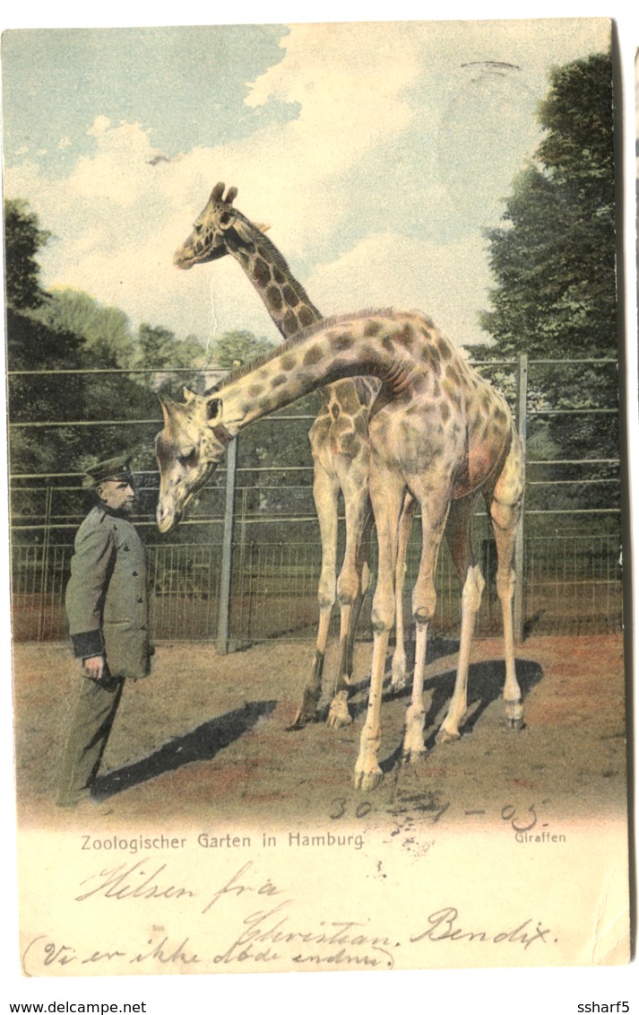 GIRAFES GIRAFFES GIRAFFEN In Zoo In Hamburg Farbelitho 1905 Gelaufen - Giraffes