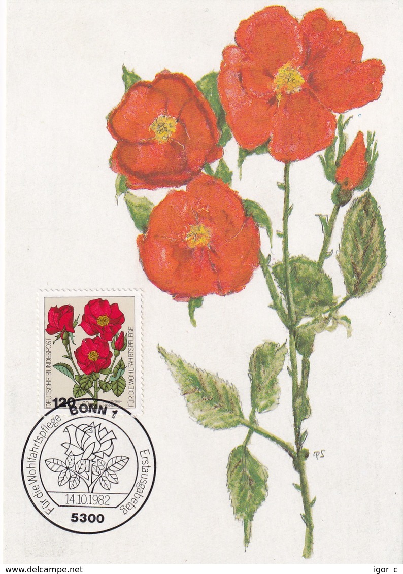 Germany 1982 Maximum Card: Flora ; Rose Roses Rosen; Art Paintings Aquarell Von Paul Seuthe: Polyantha - Hybride - Rosen