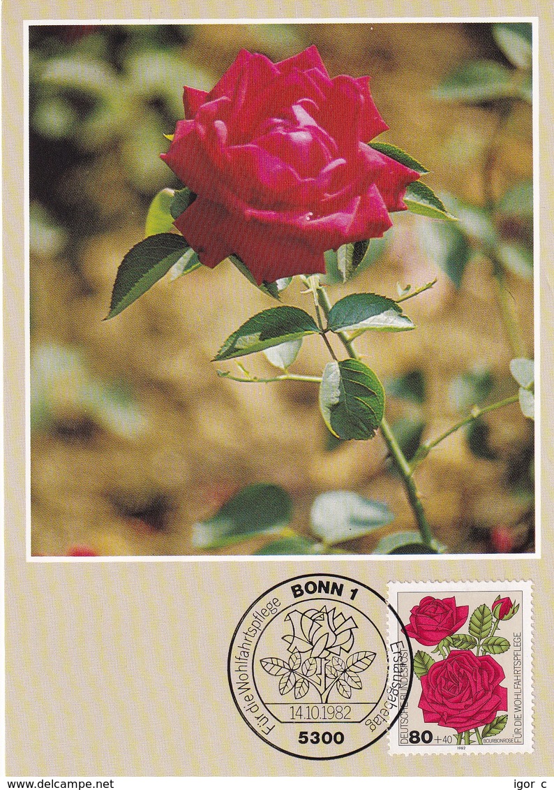 Germany 1982 Maximum Card: Flora ; Rose Roses Rosen;  Bourbonrose - Rosen