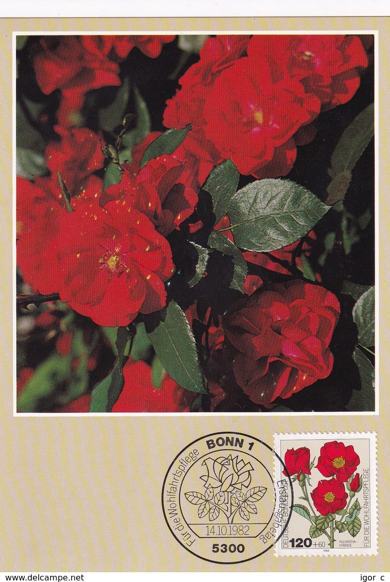 Germany 1982 Maximum Card: Flora ; Rose Roses Rosen;  Polyantha - Hybride - Rosen