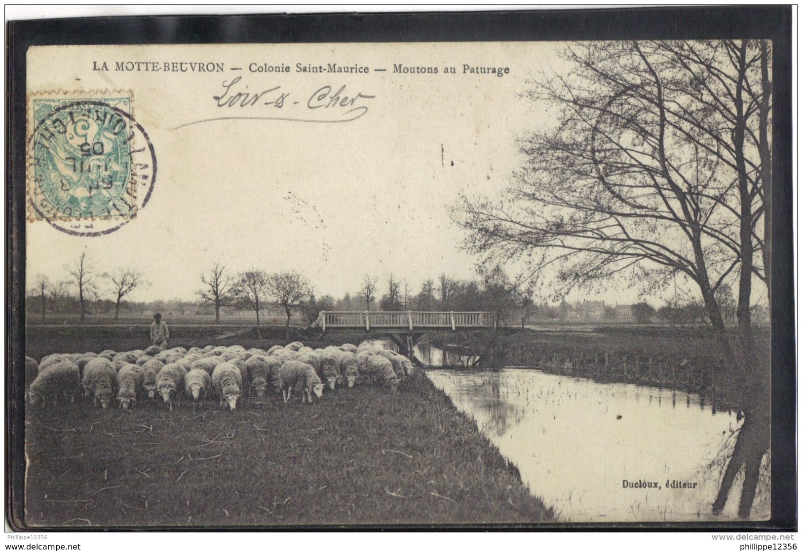 41239 . LA MOTTE BEUVRON .  COLONIE SAINT MAURICE . MOUTONS AU PATURAGE  . CIRCULEE . 1905 - Lamotte Beuvron