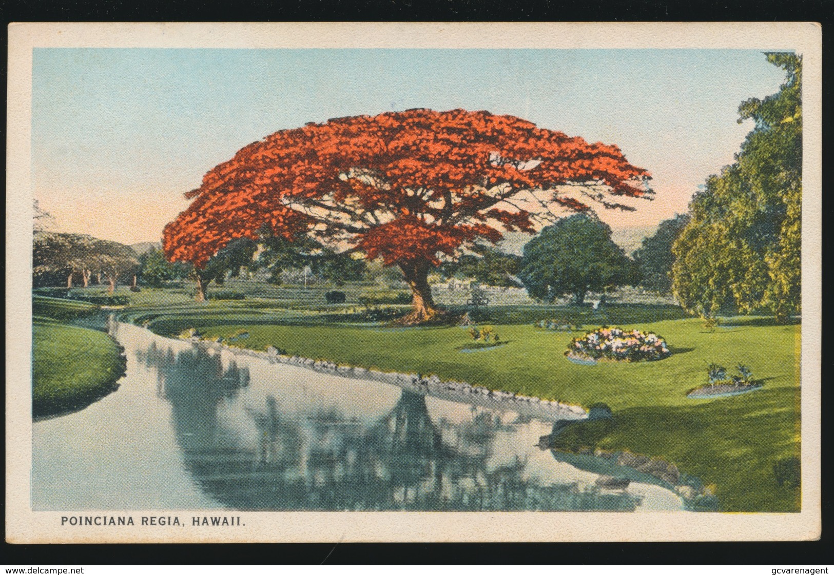 HAWAI  POINCIANA REGIA - Big Island Of Hawaii