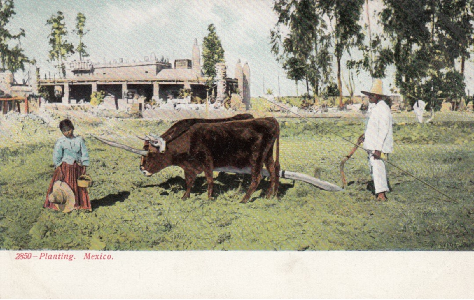 MEXICO , 1901-07 ; Planting - Farmers