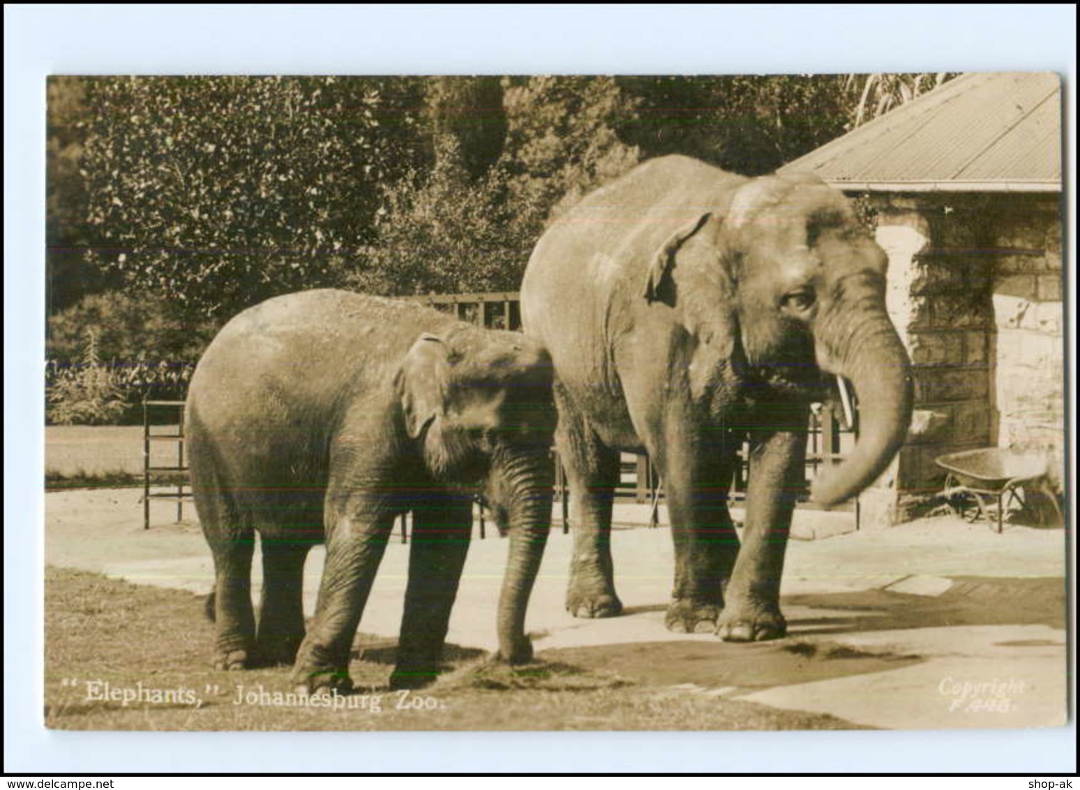 Y13036/ Johannesburg Südafrika  ZOO Tierpark 1942 Foto AK Elefanten  - Sonstige & Ohne Zuordnung