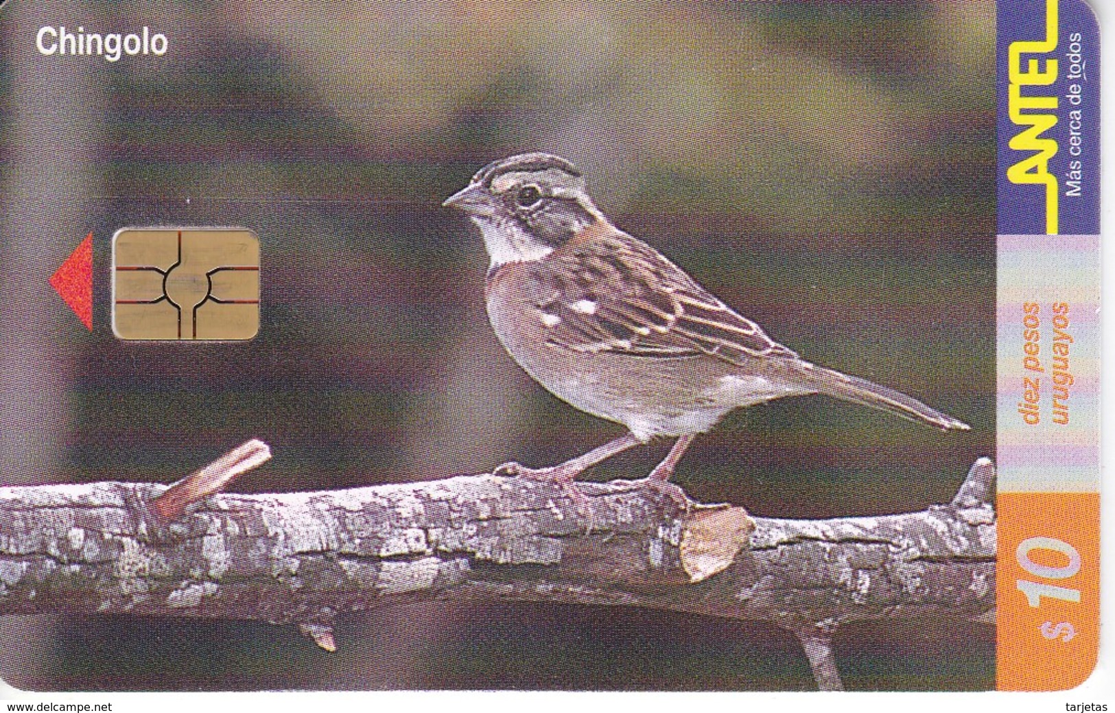 Nº 129 TARJETA DE URUGUAY DE UN CHINGOLO (CHIP ROJO) (PAJARO-BIRD) - Uruguay