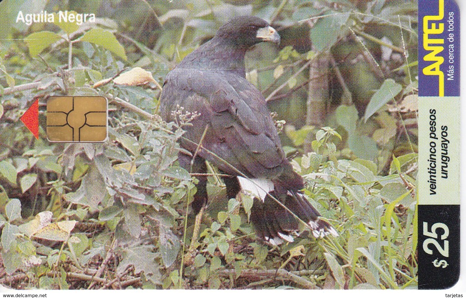 Nº 152 TARJETA DE URUGUAY DE UN AGUILA NEGRA (CHIP G4 NEGRO) (PAJARO-BIRD) EAGLE - Uruguay