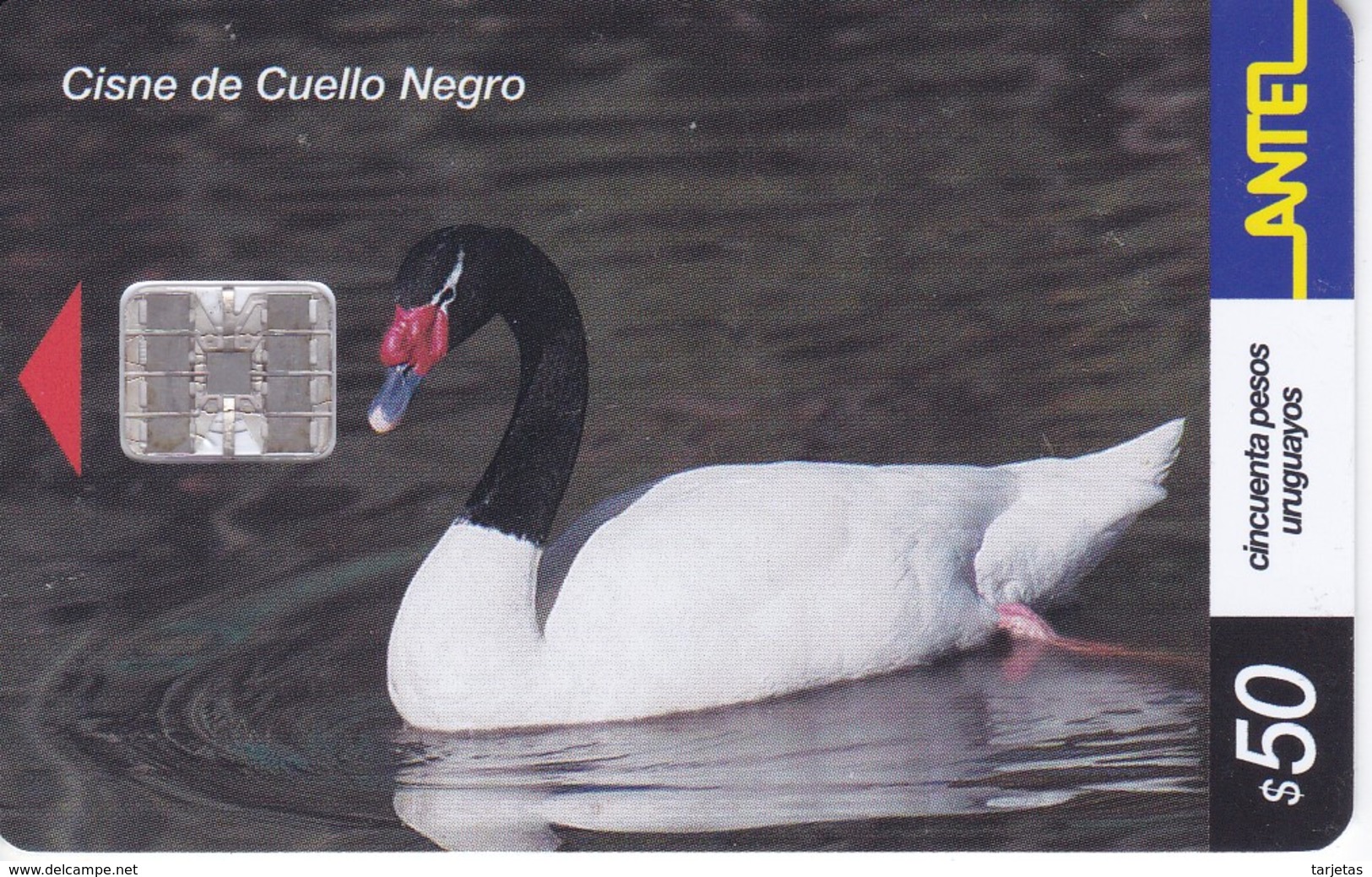 Nº 194 TARJETA DE URUGUAY DE UN CISNE DE CUELLO NEGRO - Uruguay