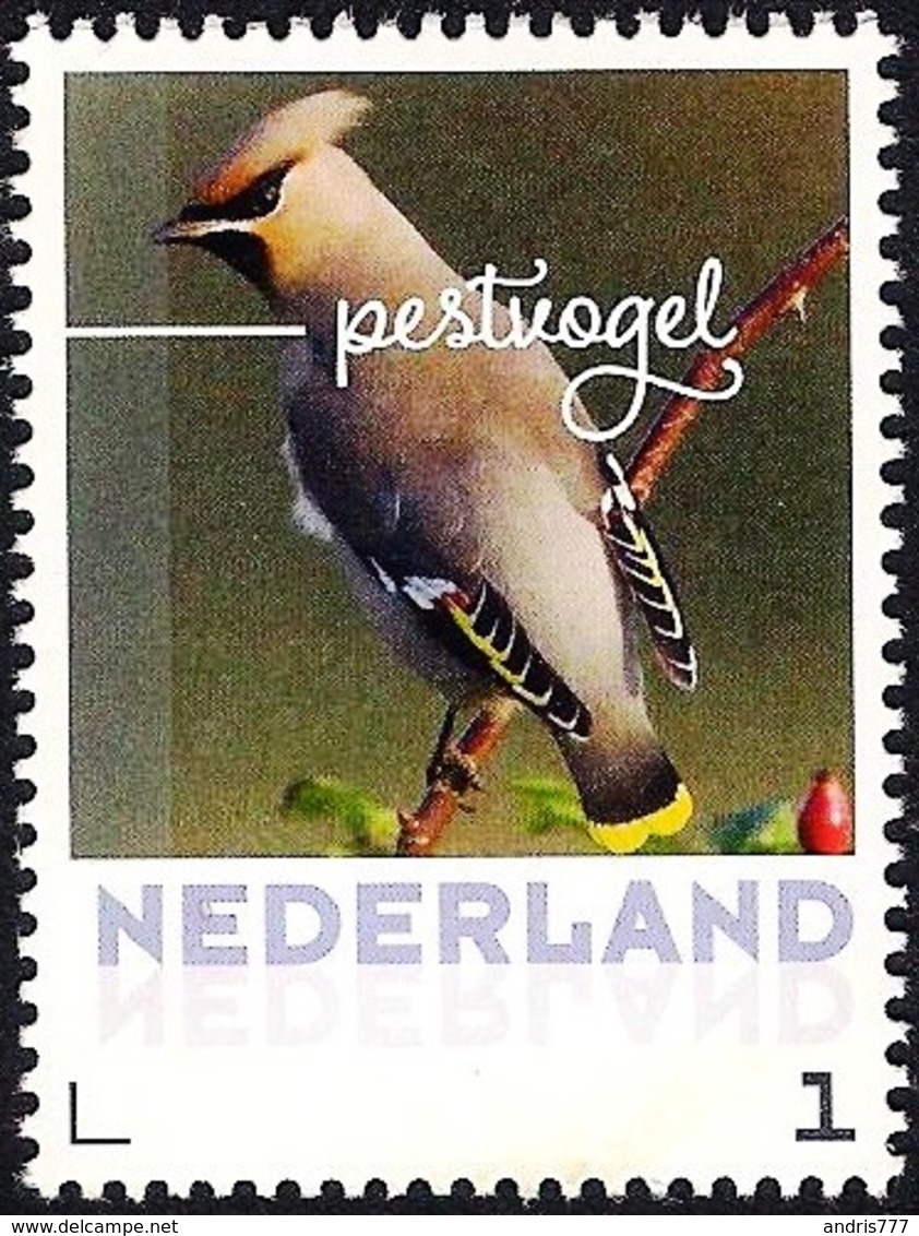 Netherlands Nederland 2017 - Bird - Bohemian Waxwing - Other & Unclassified