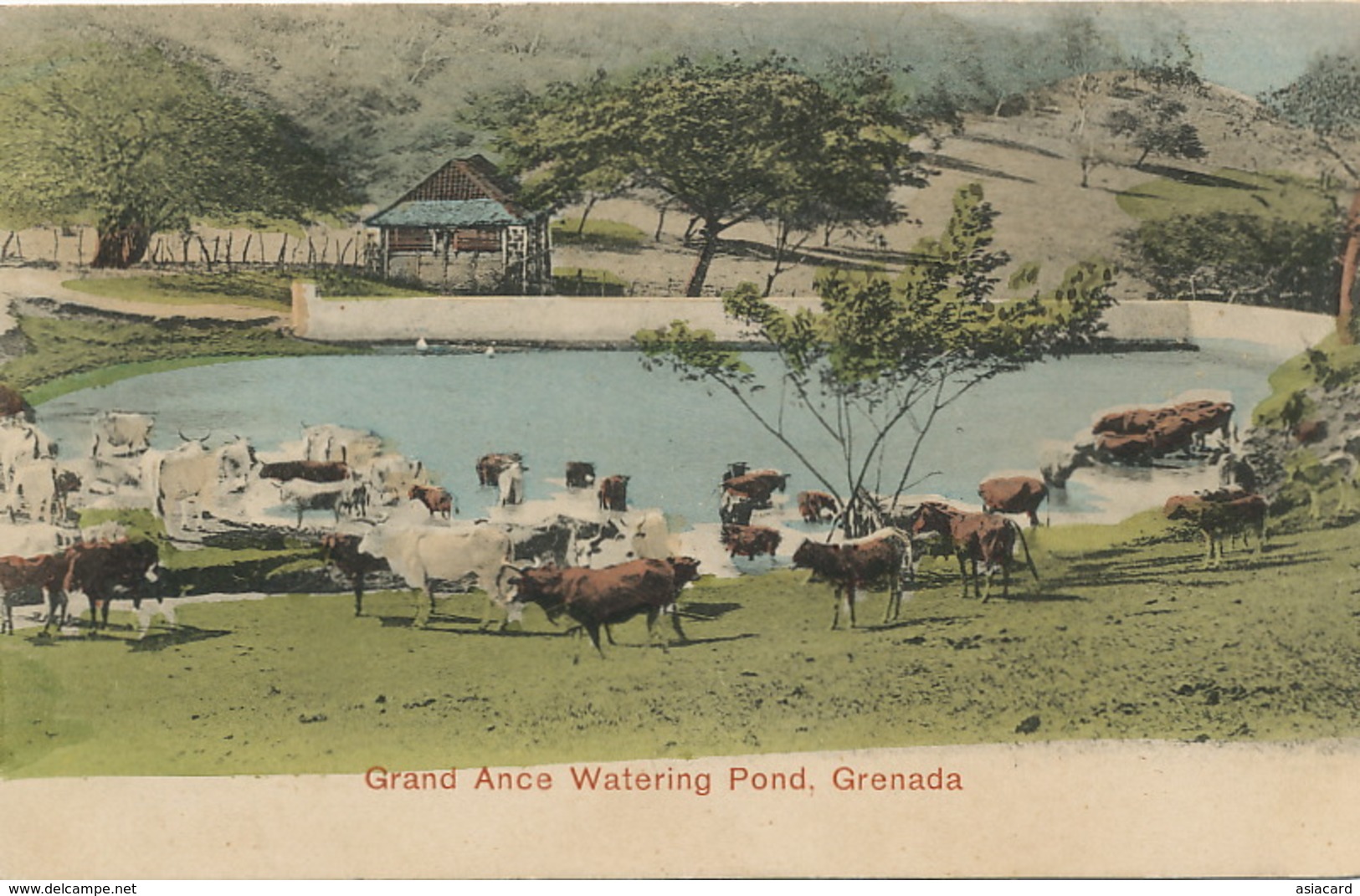 Grand Ance Watering Pond Grenada Hand Colored Undivided Back - Grenada