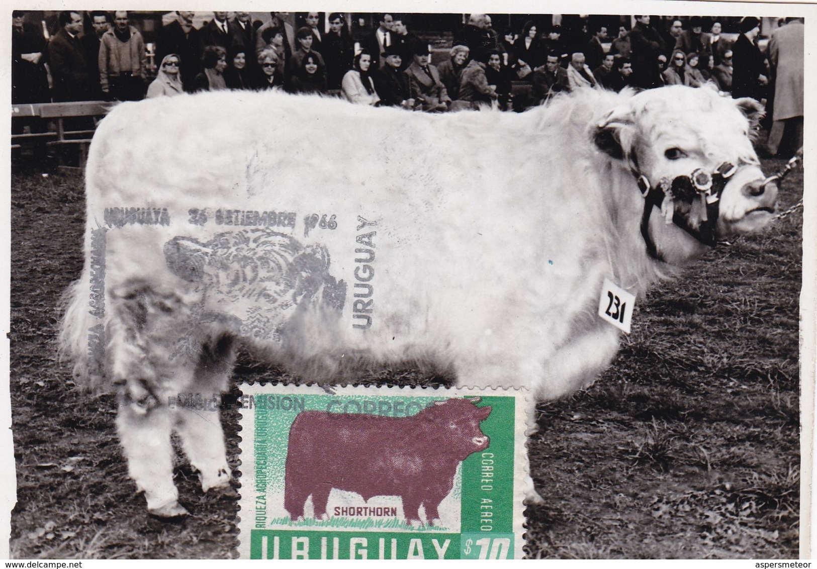 RIQUEZA AGROPECUARIA URUGUAYA - SHORTHORN, COW VACHE VACA. URUGUAY 1966 FDC MAXIMUM CARD RARE -LILHU - Cows