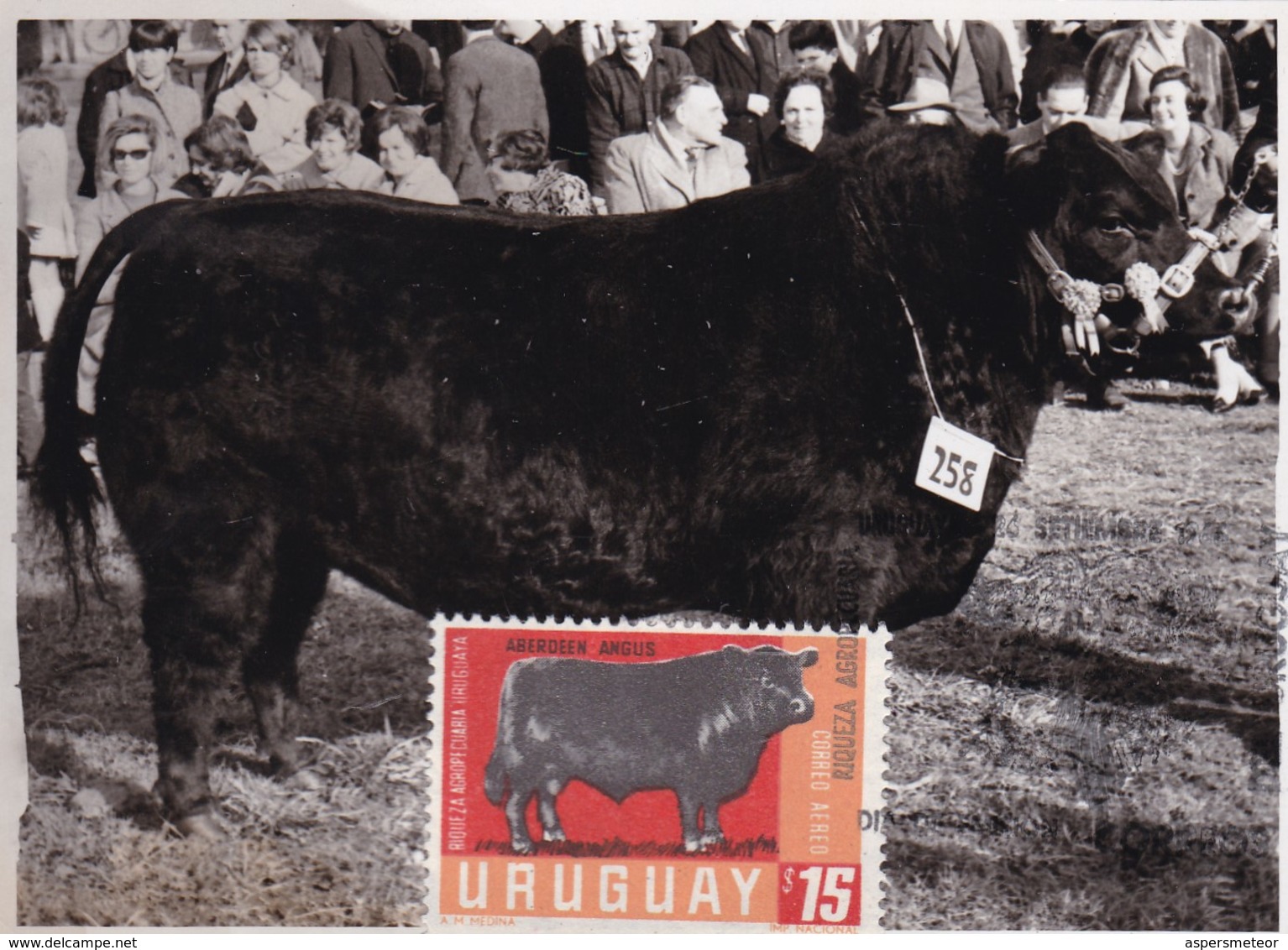RIQUEZA AGROPECUARIA URUGUAYA - ABERDEEN ANGUS, COW VACHE VACA. URUGUAY 1966 FDC MAXIMUM CARD RARE -LILHU - Mucche