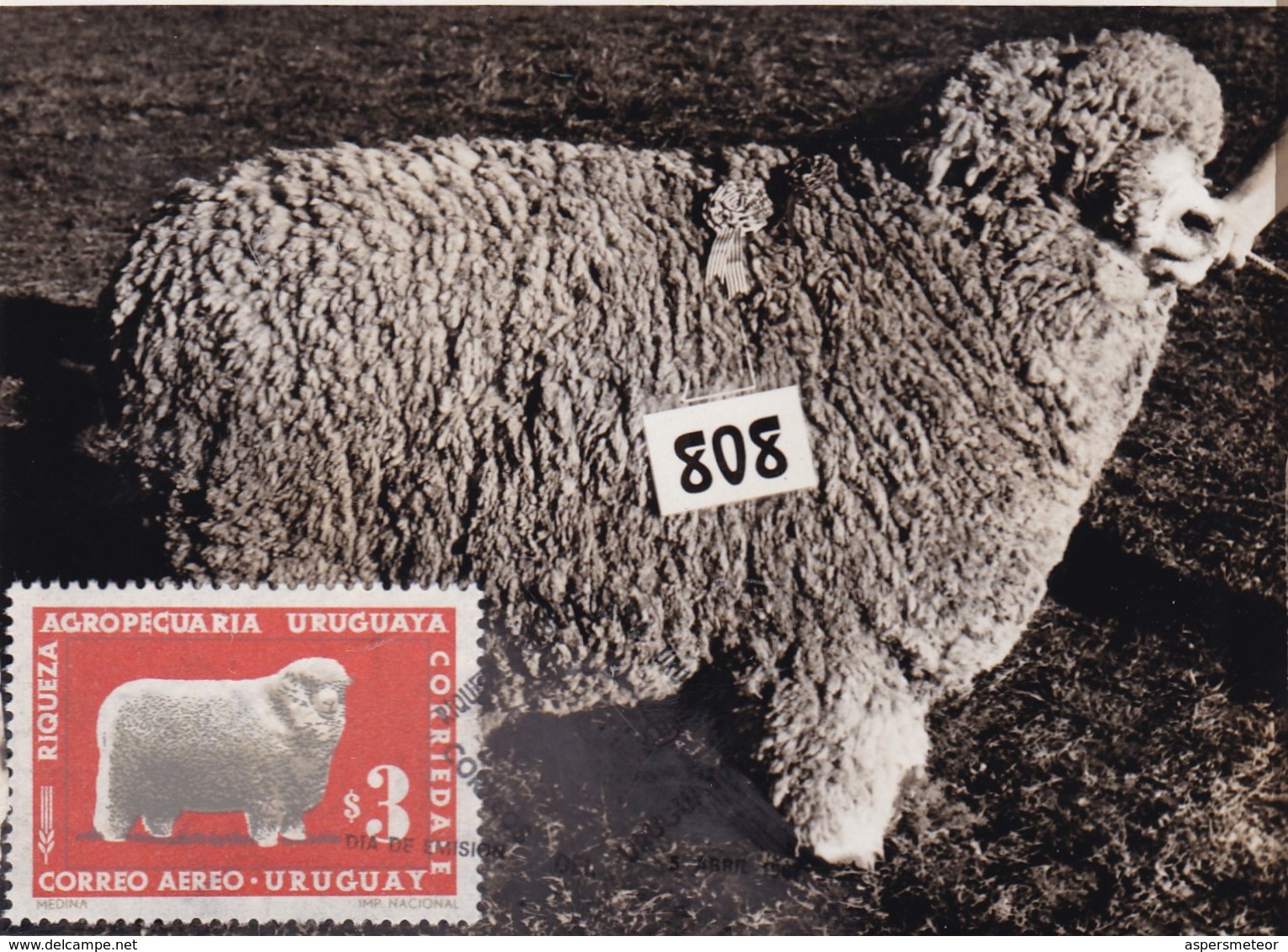 RIQUEZA AGROPECUARIA URUGUAYA - CORRIEDALE, OVEJA SHEEP MOUTON. URUGUAY 1966 FDC MAXIMUM CARD RARE -LILHU - Granjas