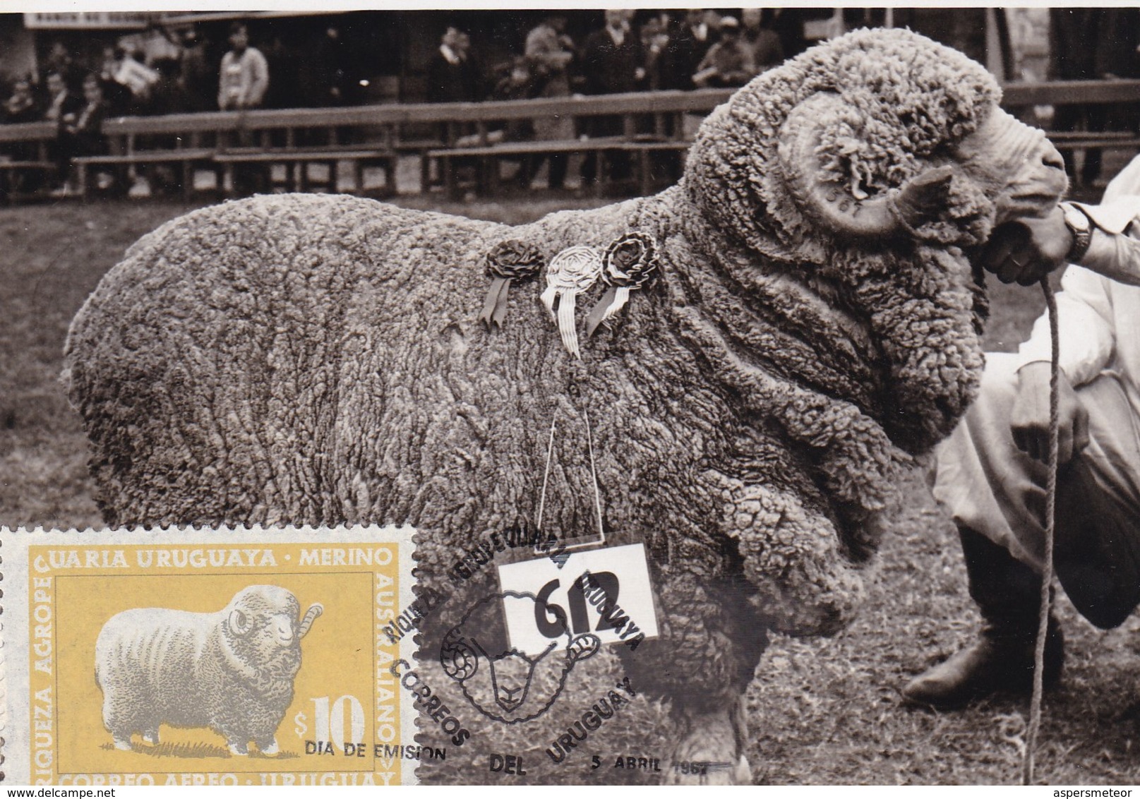 RIQUEZA AGROPECUARIA URUGUAYA - MARINO AUSTRALIANO, OVEJA SHEEP MOUTON. URUGUAY 1966 FDC MAXIMUM CARD RARE -LILHU - Granjas