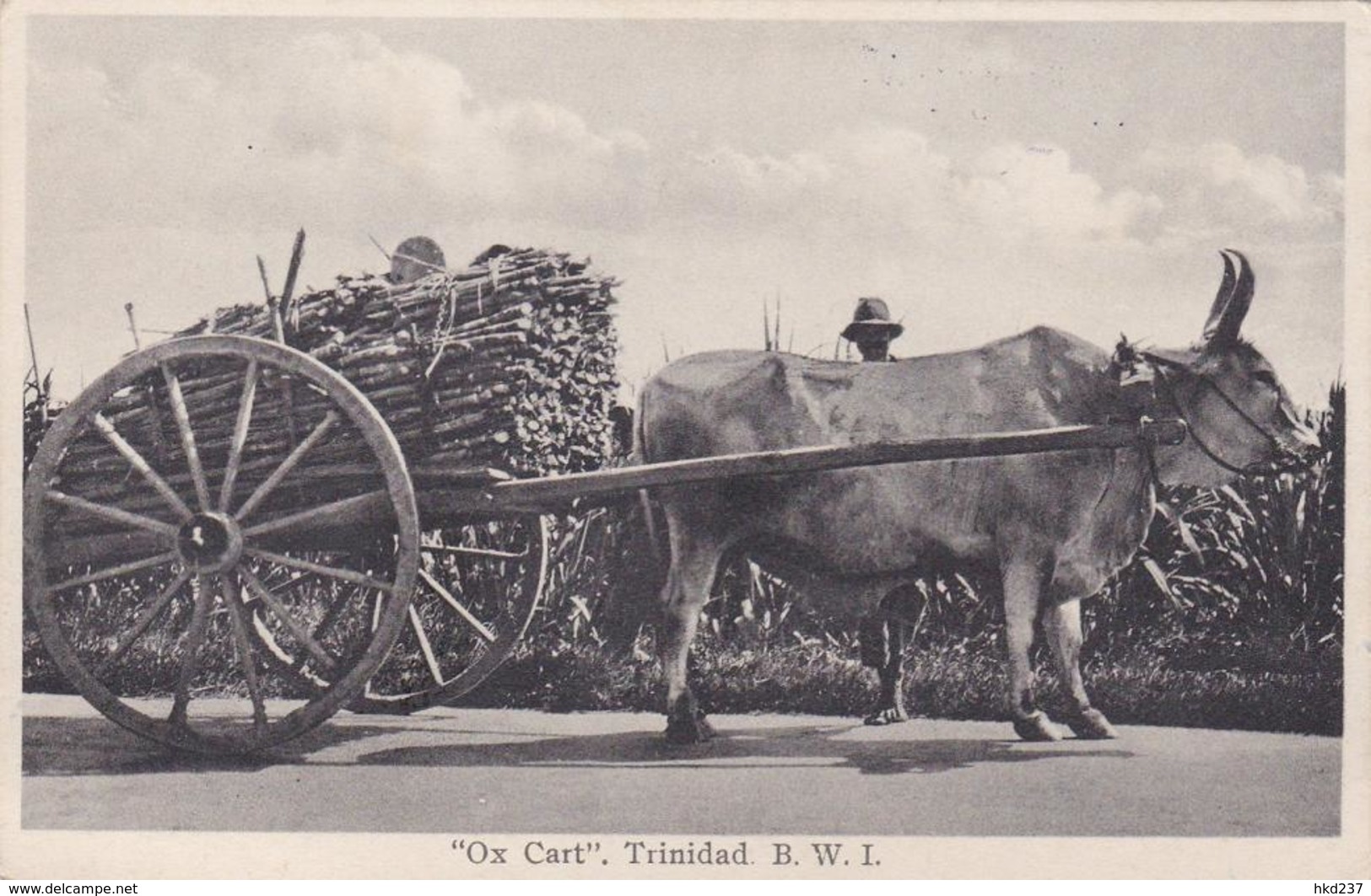 Trinidad B.W.I. Ox Cart ± 1935   986 - Trinidad