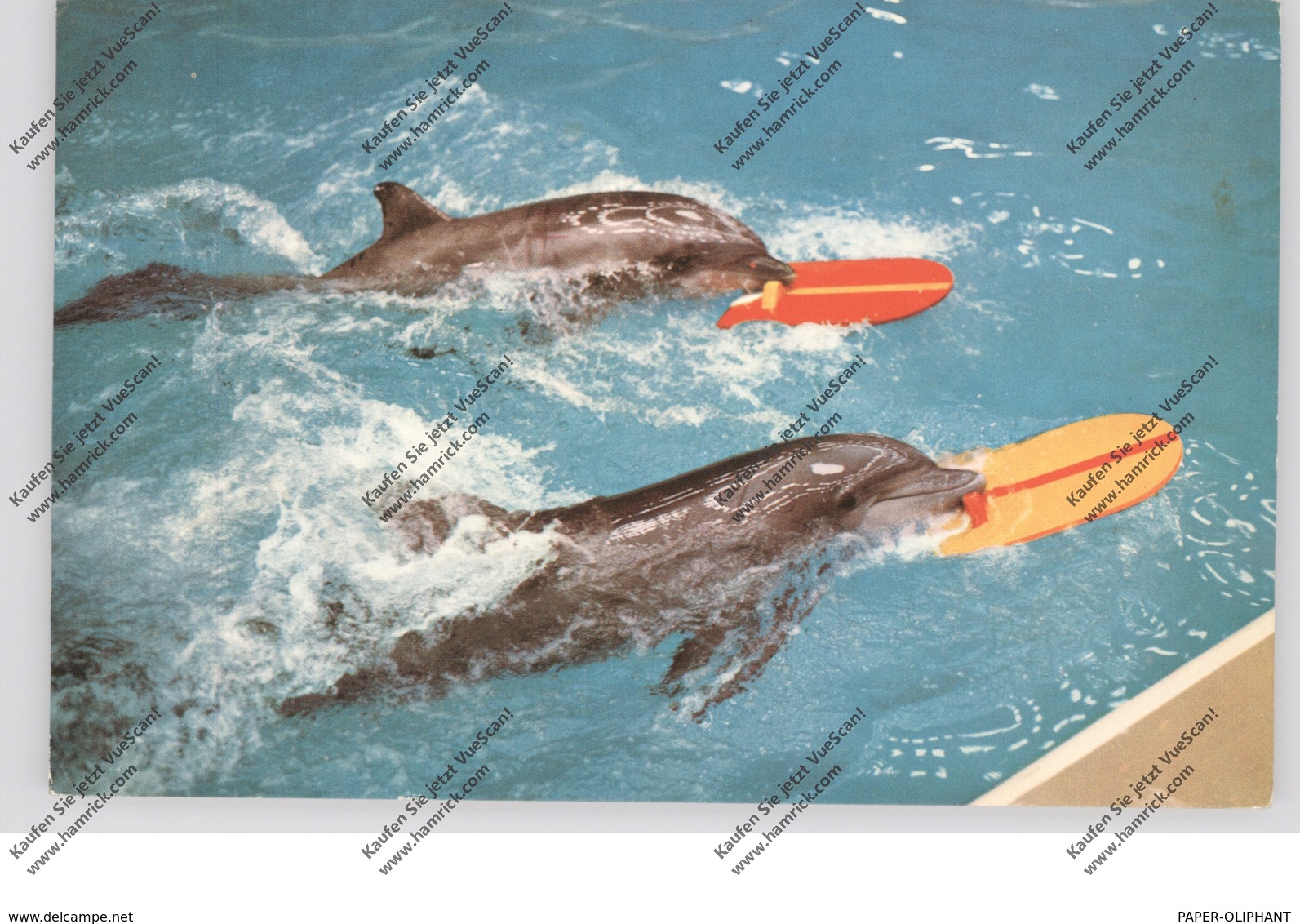 DELFINE - DOLFINARIUM HARDERWIJK - Dauphins