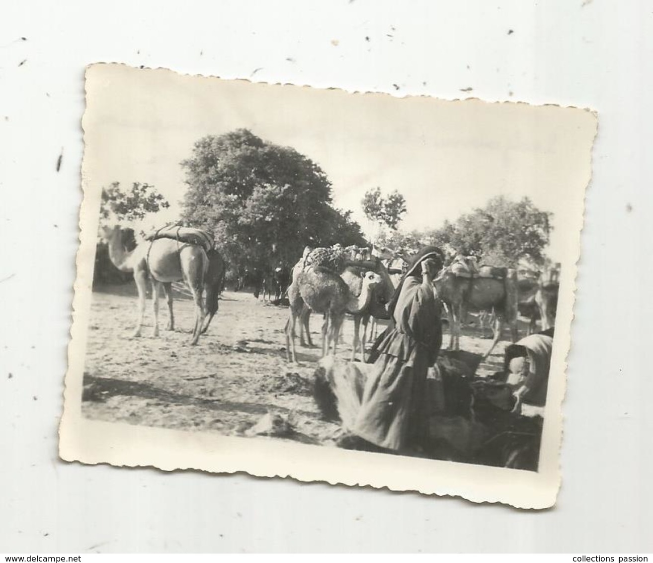 Photographie, Issue D'un Album,mon Service Militaire En Tunisie, SEDJOUNI ,troupeau De Chameaux ,1947 - Luoghi
