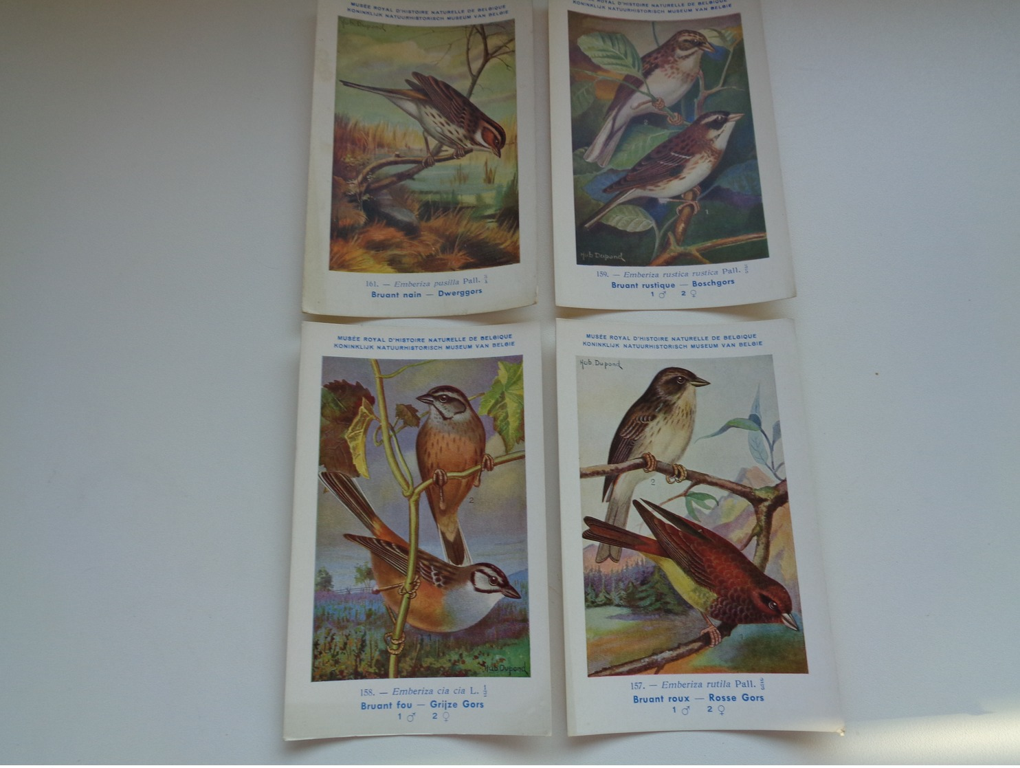 Beau Lot De 10 Cartes Postales Oiseaux  Oiseau  Illustrateur H.Dupond     Mooi Lot Van 10 Postkaarten Van Vogels  Vogel - 5 - 99 Cartoline