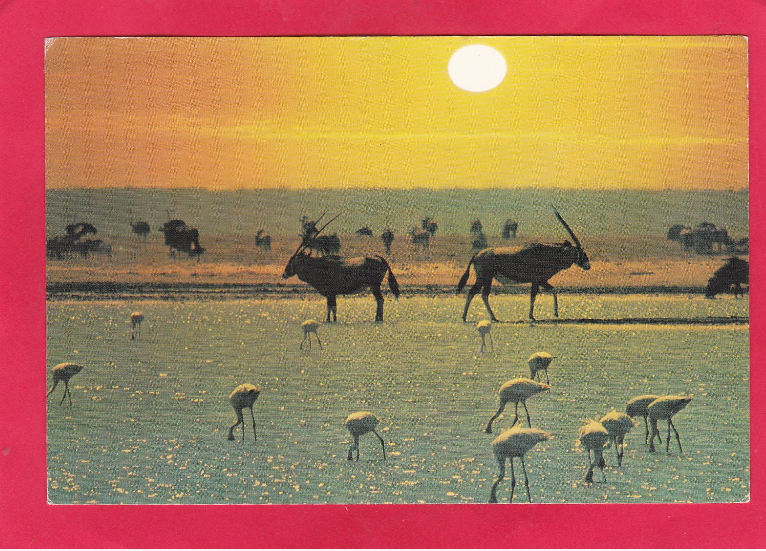 Modern Post Card Of Flamingoes,Oryx,Wildebeest,South Africa. D48. - South Africa