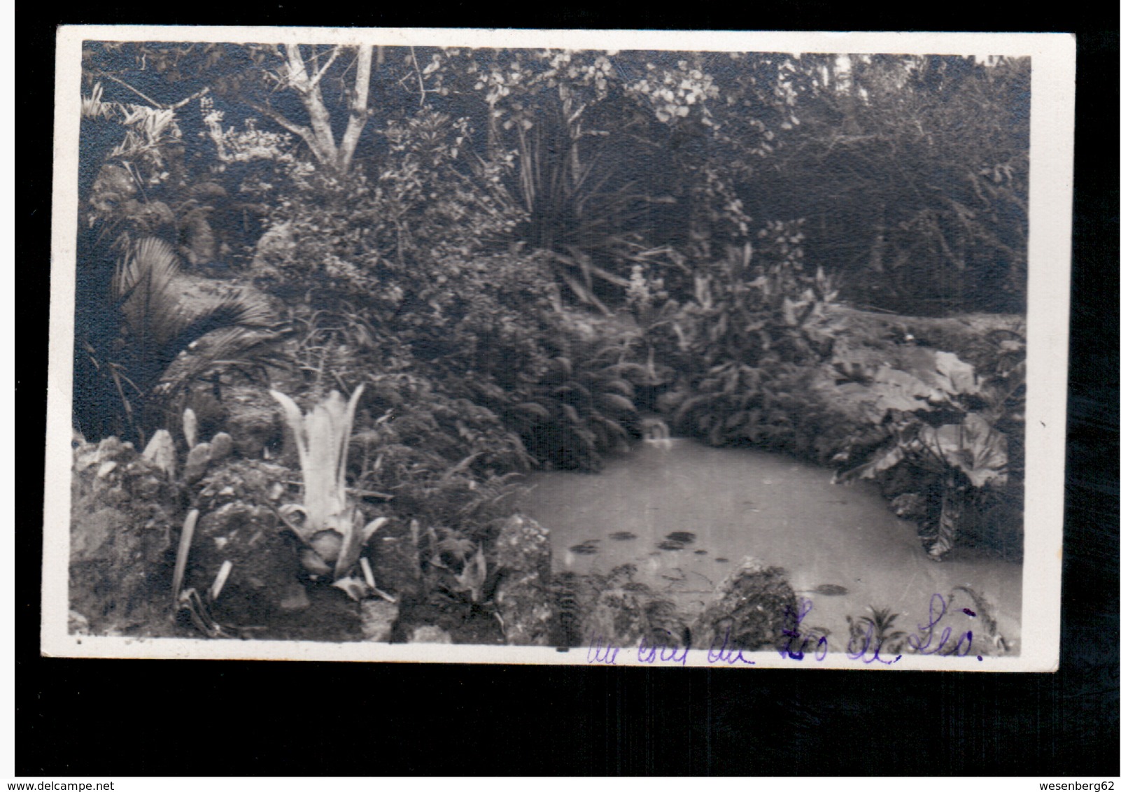 CONGO BELGE Leopoldville Garden 1946 Old Photo Postcard - Kinshasa - Leopoldville (Leopoldstadt)