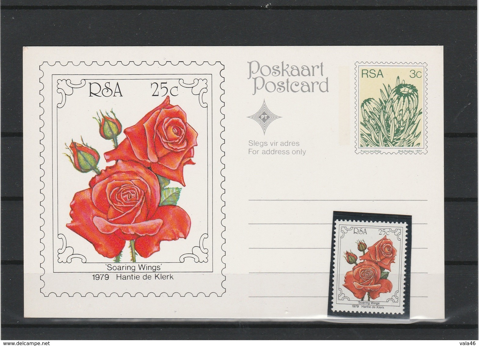 ROSES  AFRIQUE DU SUD  SOARING  WINGS   1979 H. DE KLERK  ET ENTIER POSTAL - Roses