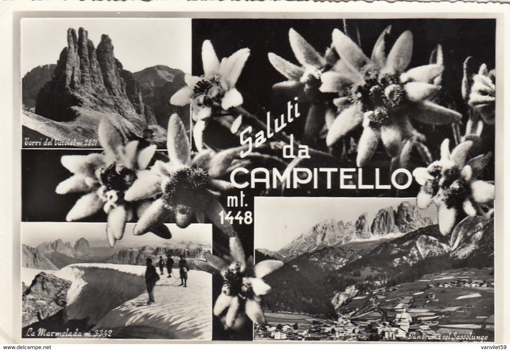 CAMPITELLO-TRENTO-SALUTI DA(MULTIVEDUTE CON STELLE ALPINE)-CARTOLINA VERA FOTOGRAFIA-VIAGGIATA IL 25-8-1958 - Trento