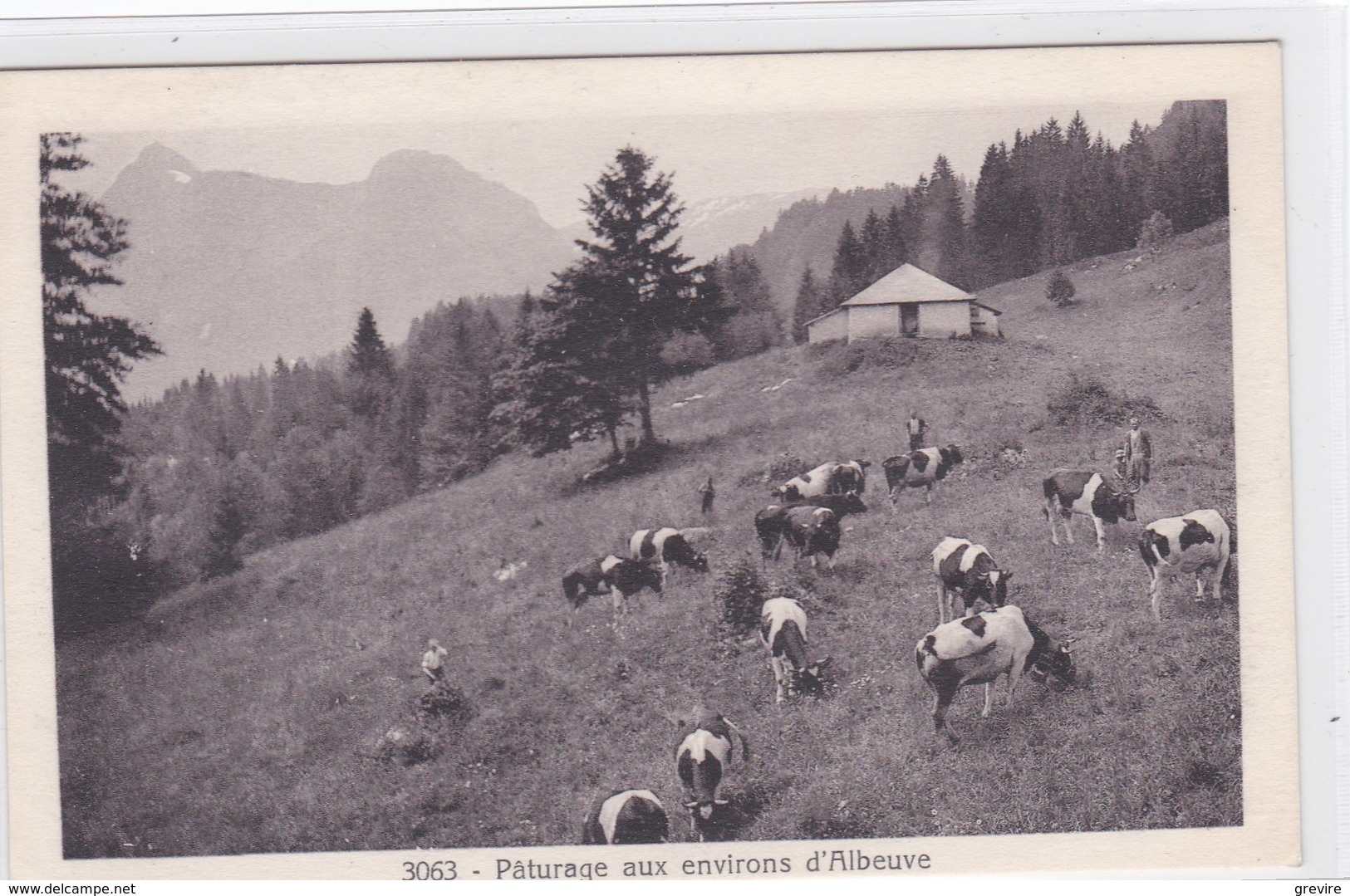 Chalet De La Cuvignette, Pâturage Et Troupeau Aux Environs D'Albeuve - Albeuve