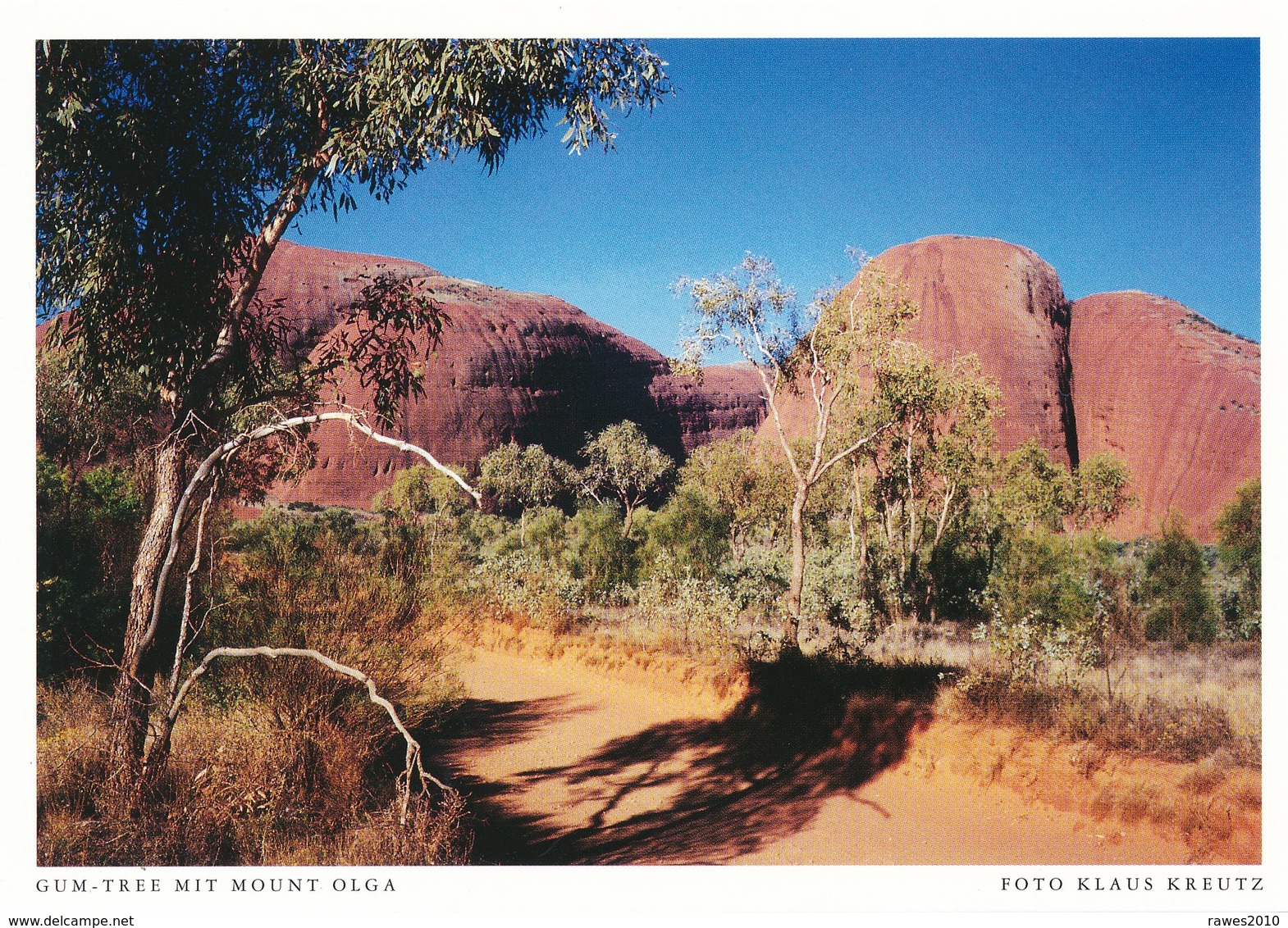 Australien AK Mount Olga Gum - Tree - Uluru & The Olgas