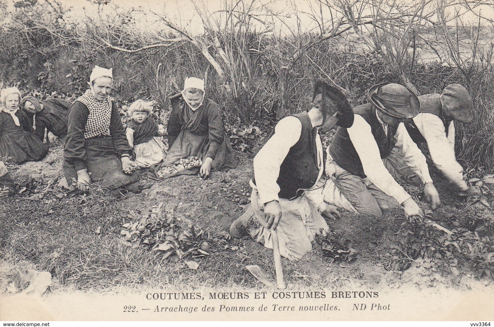 BRETAGNE: Arrachage Des Pommes De Terre Nouvelles - Bretagne