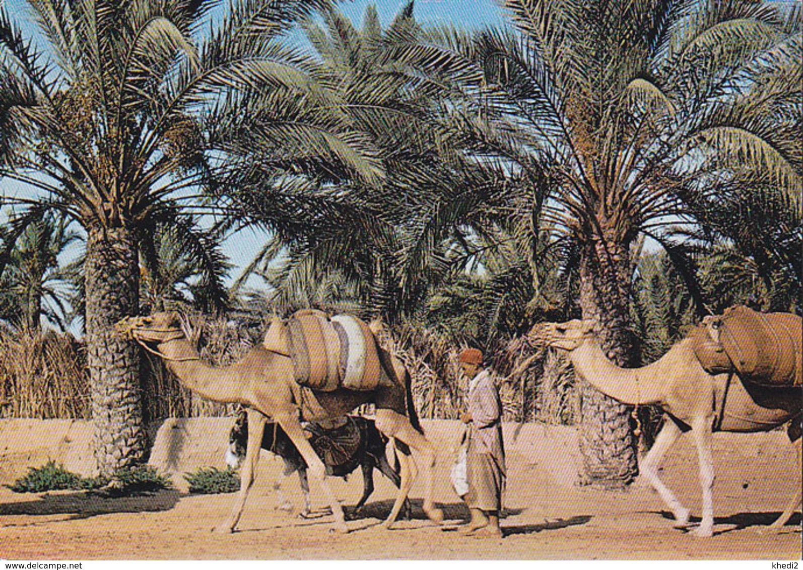 Carte Postale CP Tunisie / Palmeraie De Gabès - ANIMAL - CHAMEAU DROMADAIRE - CAMEL & Palm Tree Postcard - KAMEL - 25 - Other & Unclassified