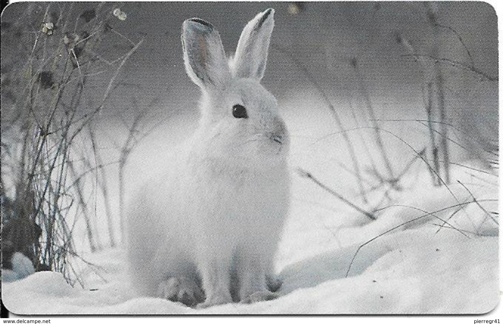 CARTE-PUCE-ALLEMAGNE-2002-10€-LAPIN Dans La NEIGE--TBE - Conigli