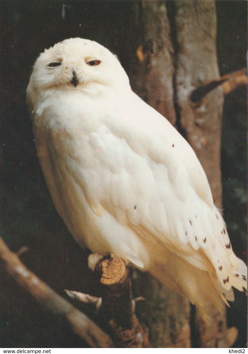 Carte Postale CP Upie - ANIMAL - OISEAU - HIBOU HARFANG DES NEIGES - SNOWY OWL BIRD Postcard - EULE - 37 - Birds