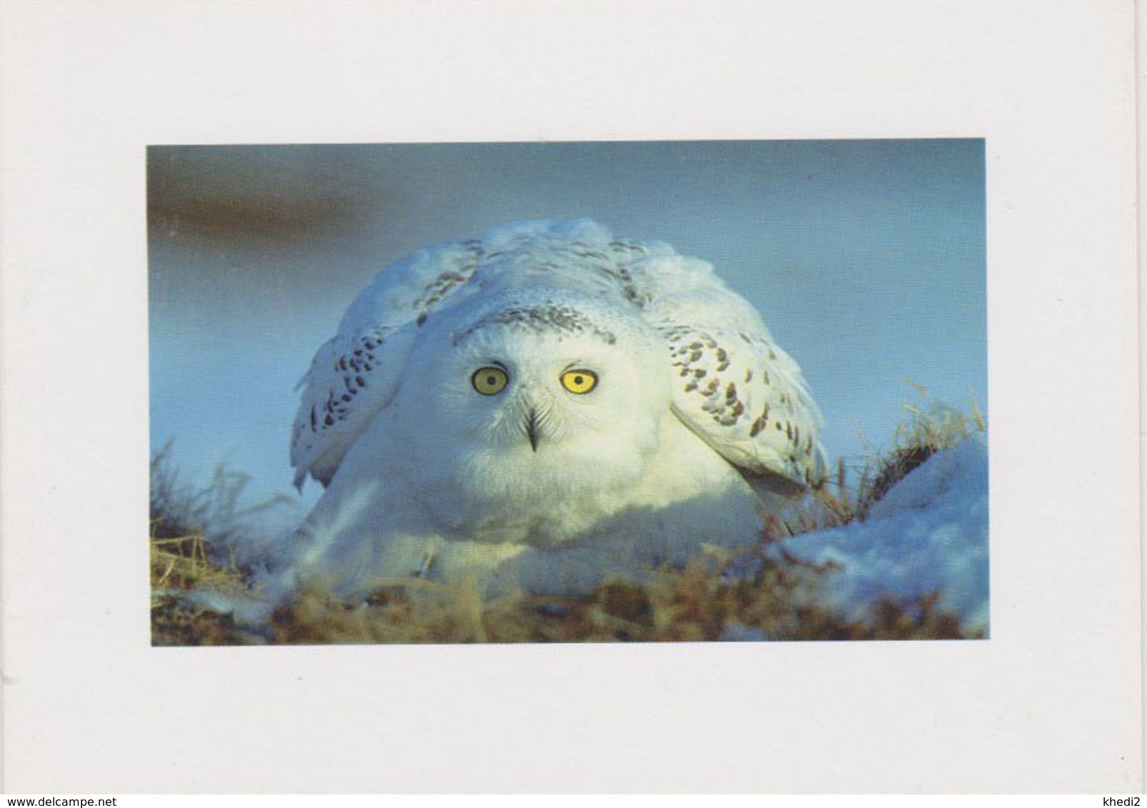 Carte Postale CP Double - ANIMAL - OISEAU - HIBOU HARFANG DES NEIGES - SNOWY OWL BIRD Postcard - EULE - 38 - Vögel