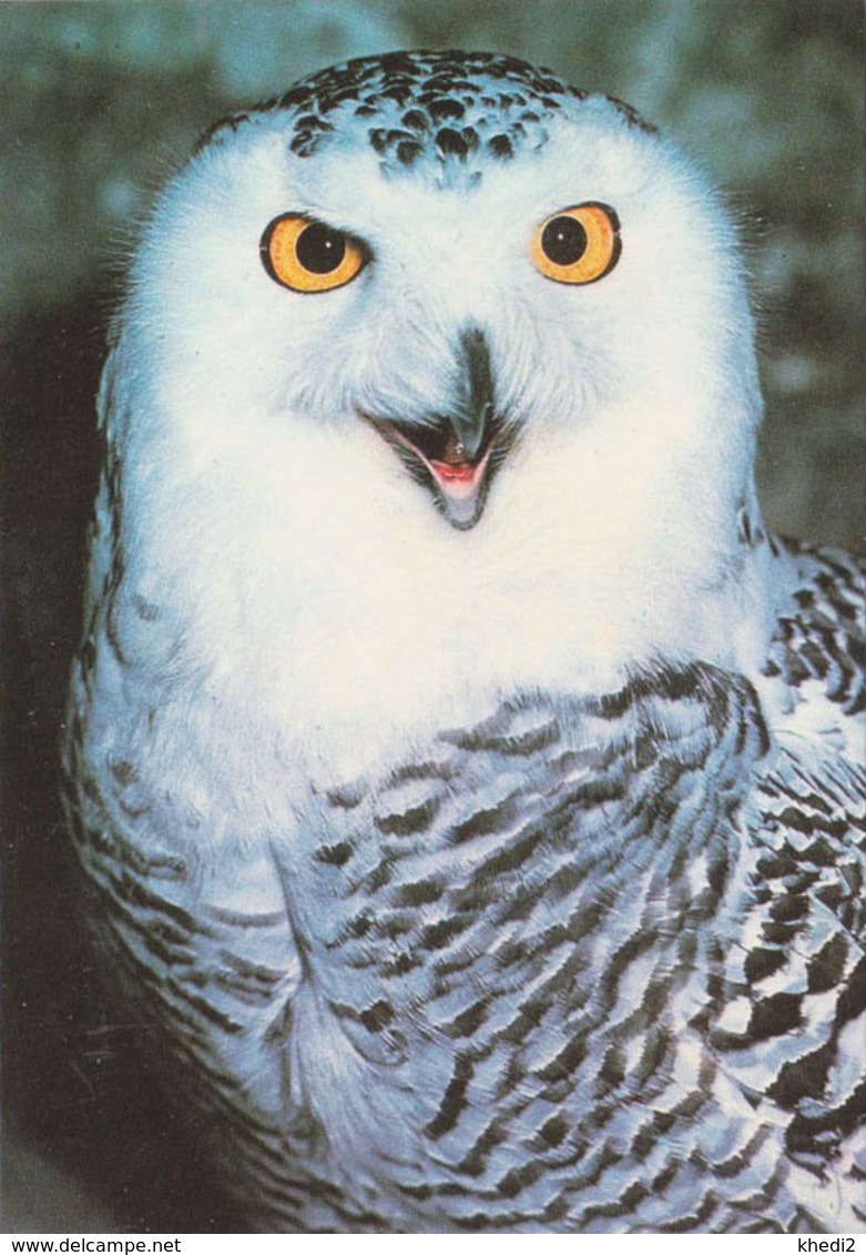 Carte Postale CP Beaucens - ANIMAL - OISEAU - HIBOU HARFANG DES NEIGES - SNOWY OWL BIRD Postcard - EULE - 40 - Vögel