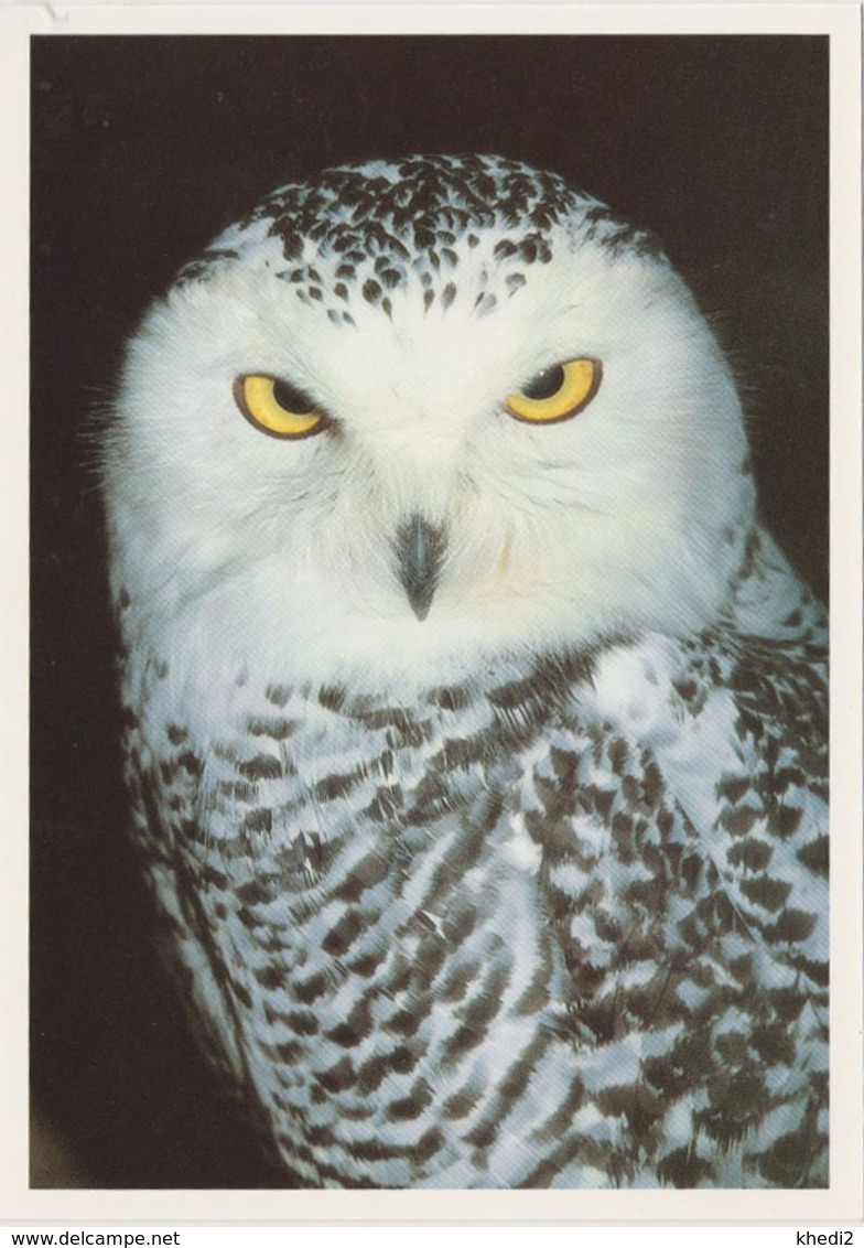 Carte Postale CP Kassel - ANIMAL - OISEAU - HIBOU HARFANG DES NEIGES - SNOWY OWL BIRD Postcard - EULE - 41 - Birds