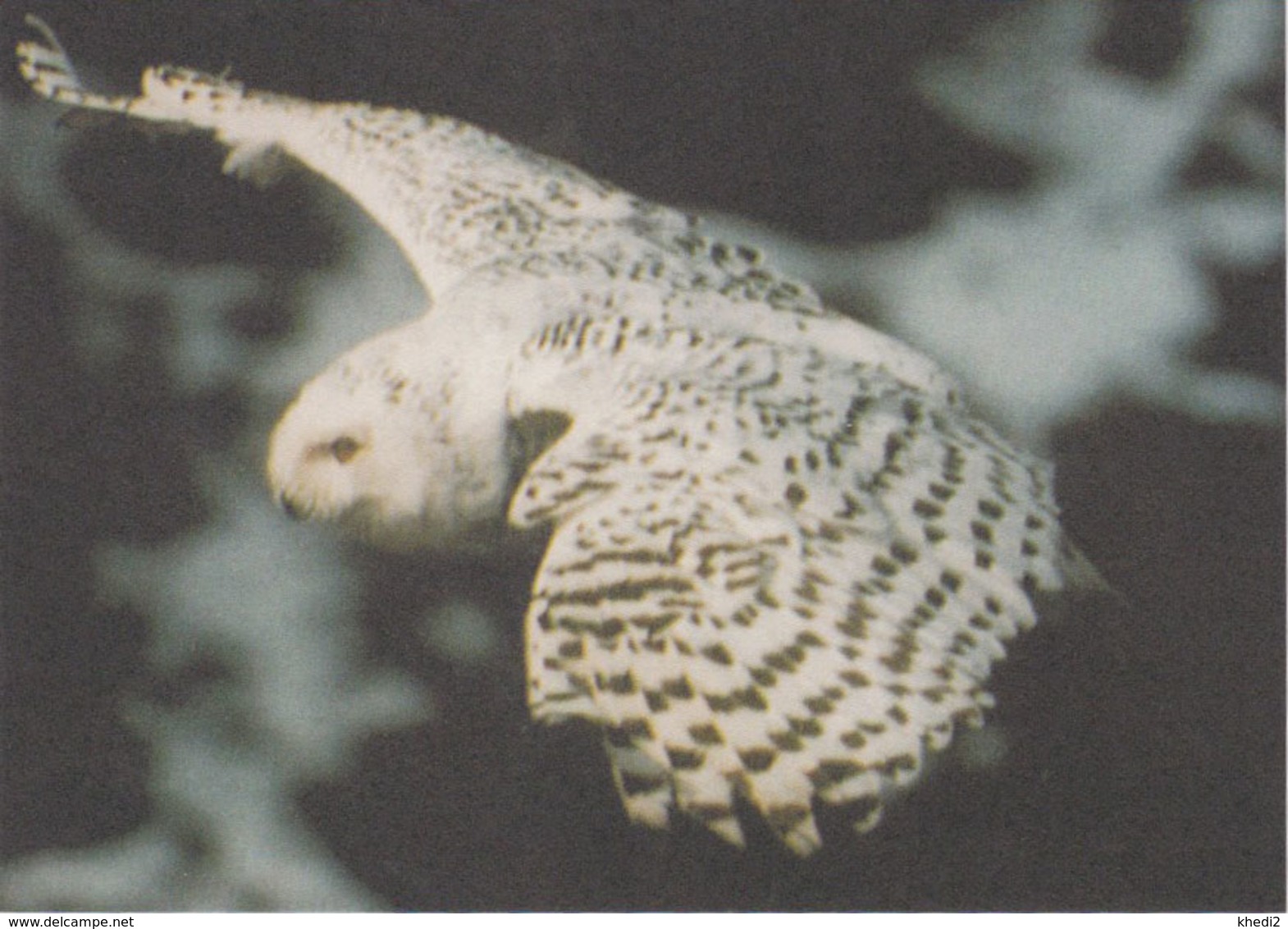 Carte Postale CP GROENLAND - ANIMAL - OISEAU - HIBOU HARFANG DES NEIGES - SNOWY OWL BIRD Postcard - EULE - 45 - Birds