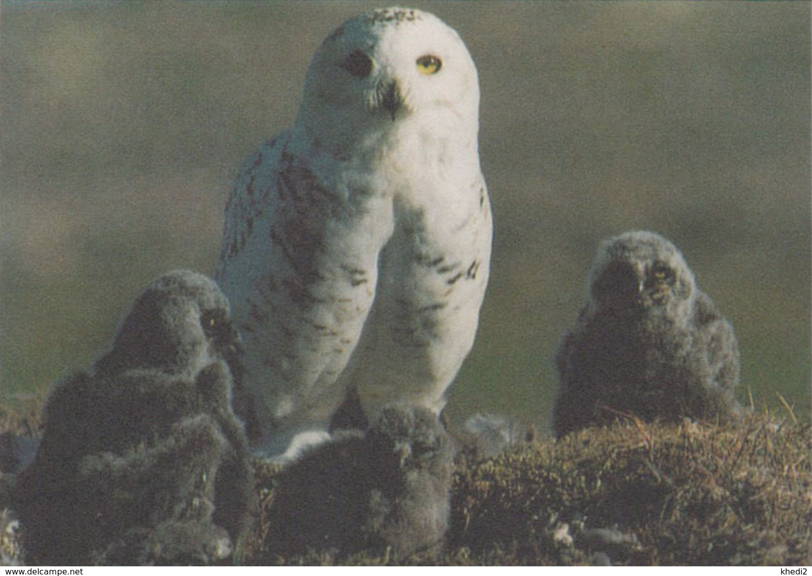 Carte Postale CP GROENLAND - ANIMAL - OISEAU - HIBOU HARFANG DES NEIGES - SNOWY OWL BIRD Postcard - EULE - 46 - Vogels