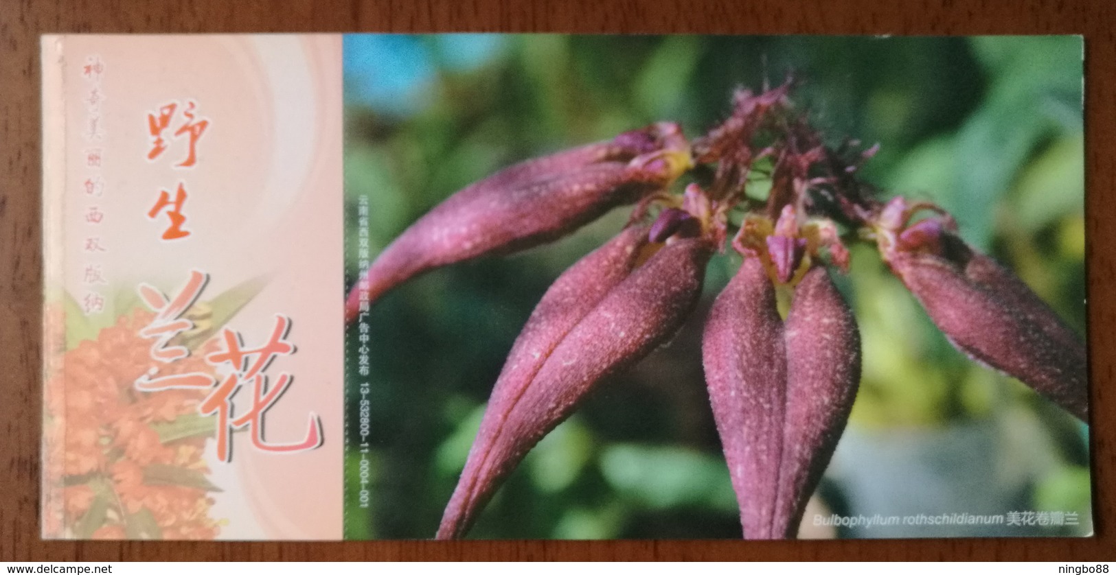 Bulbophyllum Rothschildianum,China 2013 Magical Xishuangbanna Wild Orchid Advert Pre-stamped Card,specimen Overprint - Orchids