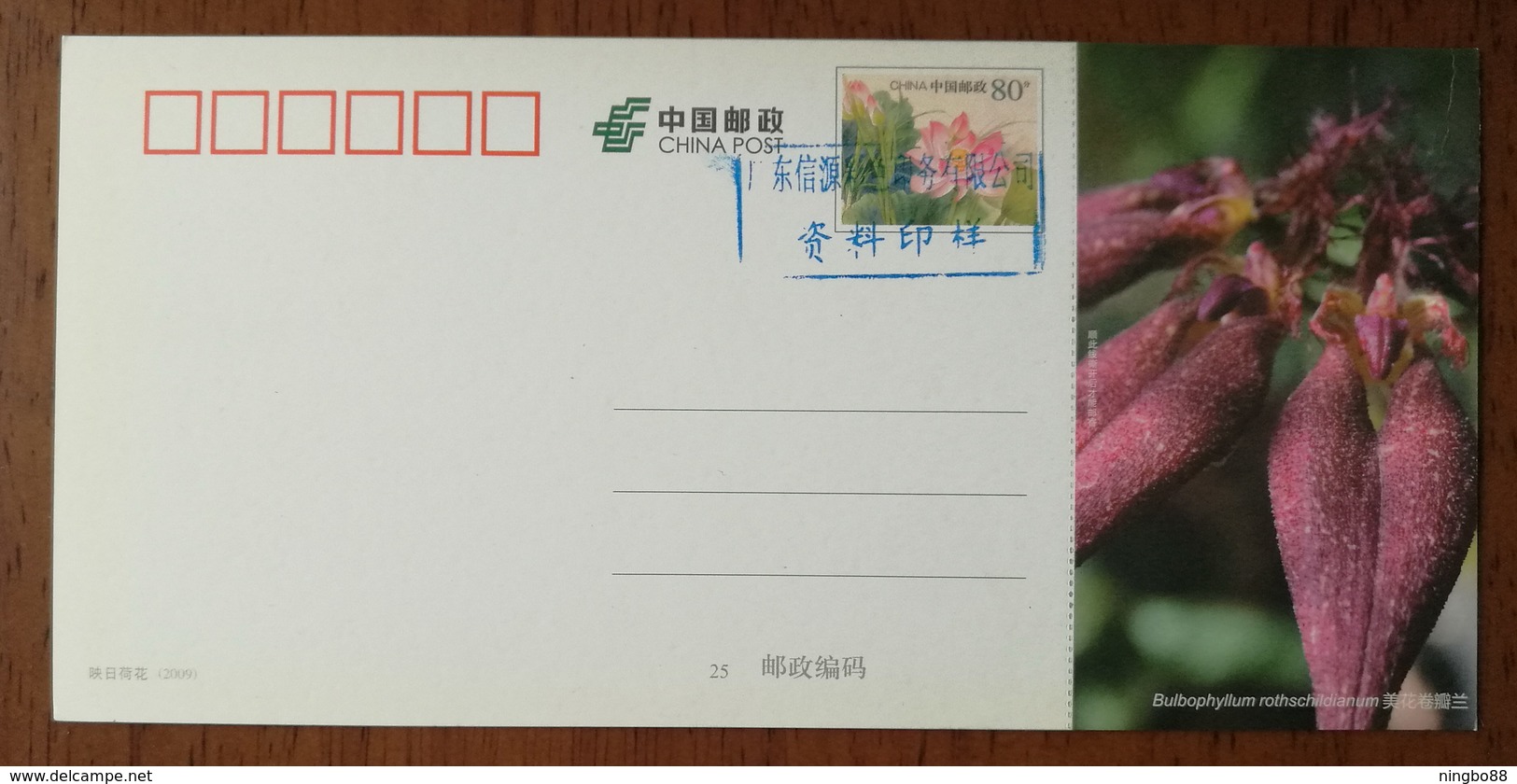 Bulbophyllum Rothschildianum,China 2013 Magical Xishuangbanna Wild Orchid Advert Pre-stamped Card,specimen Overprint - Orchids