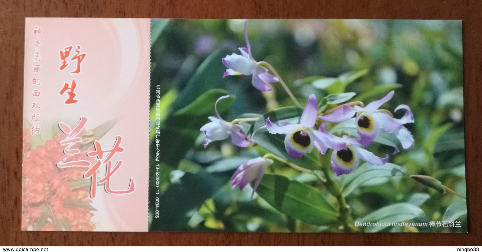Dendrobium Findlayanum,China 2013 Magical Xishuangbanna Wild Orchid Advertising Pre-stamped Card,specimen Overprint - Orchids