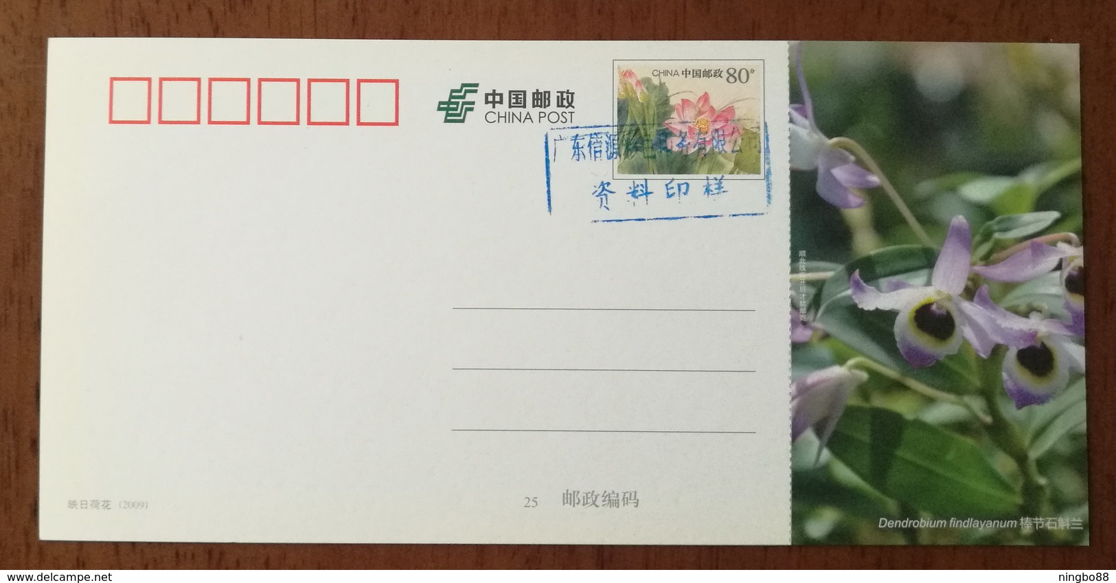 Dendrobium Findlayanum,China 2013 Magical Xishuangbanna Wild Orchid Advertising Pre-stamped Card,specimen Overprint - Orchids